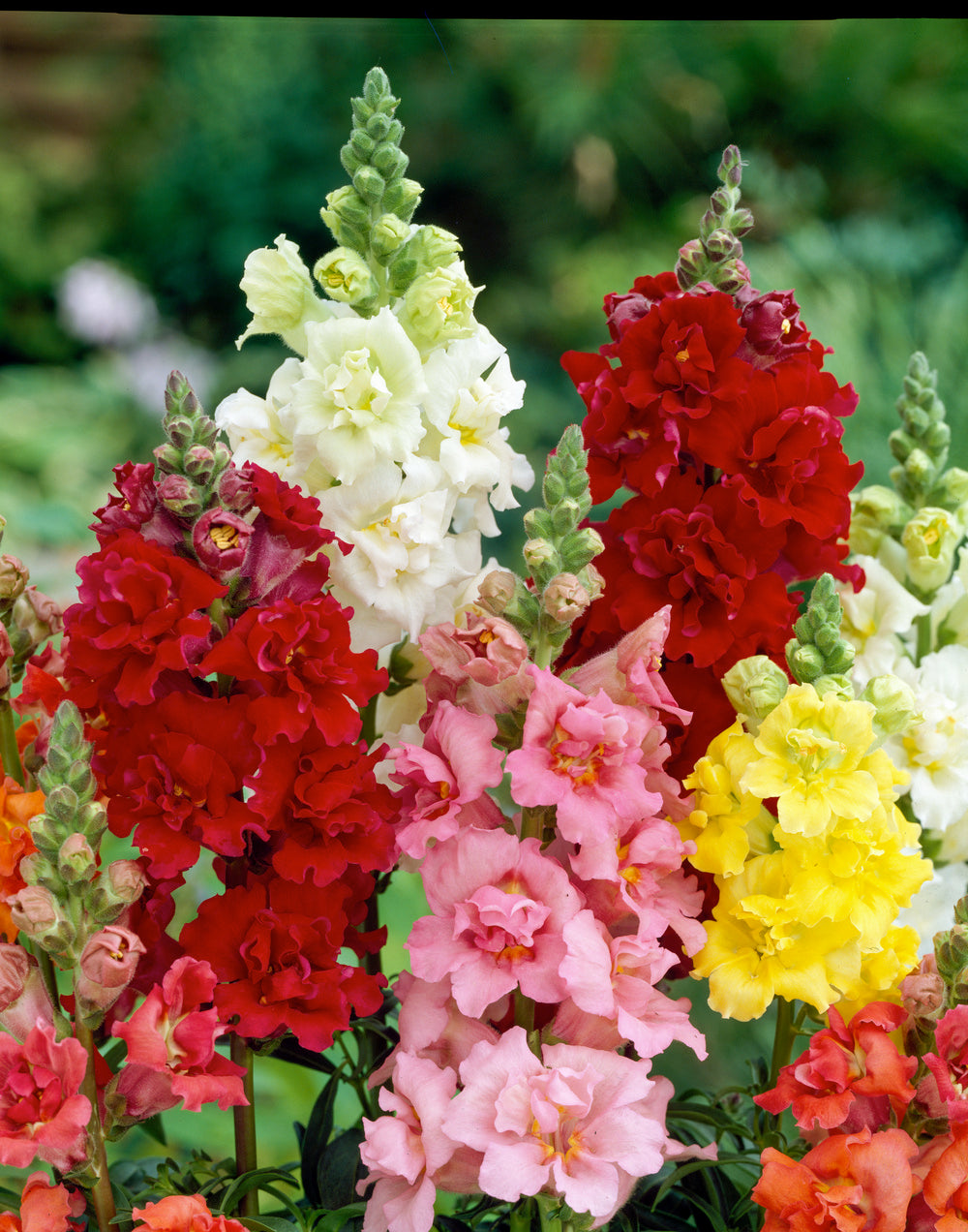 f1 hybrid flower seeds Antirrhinum Madame Butterfly F1 Hybrid – Egmont Seeds
