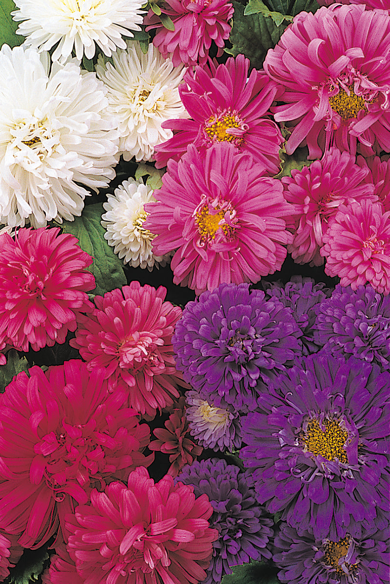 aster pot and patio mix Aster Dwarf Thousand Wonders Mix – Egmont Seeds