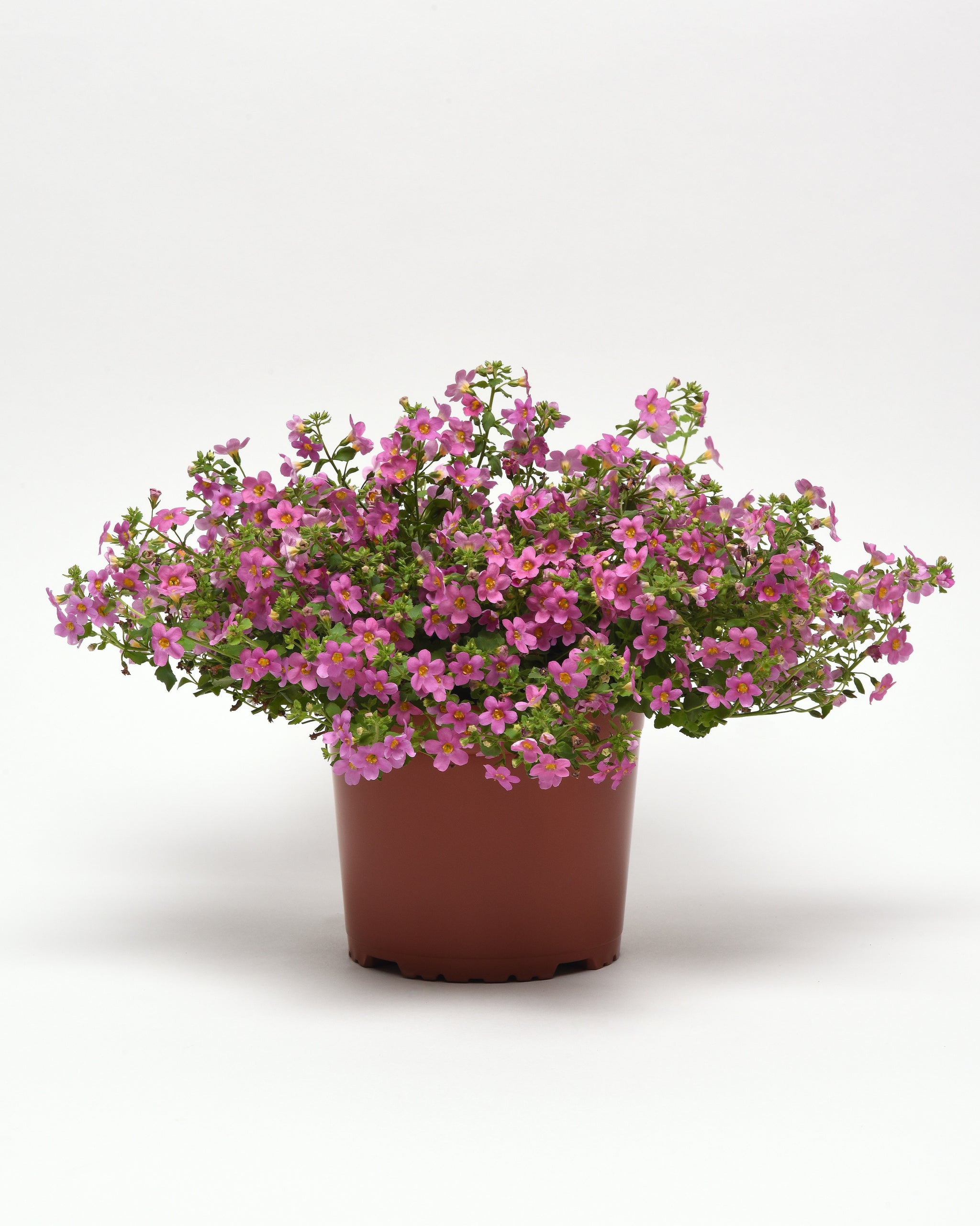Bacopa Pinktopia