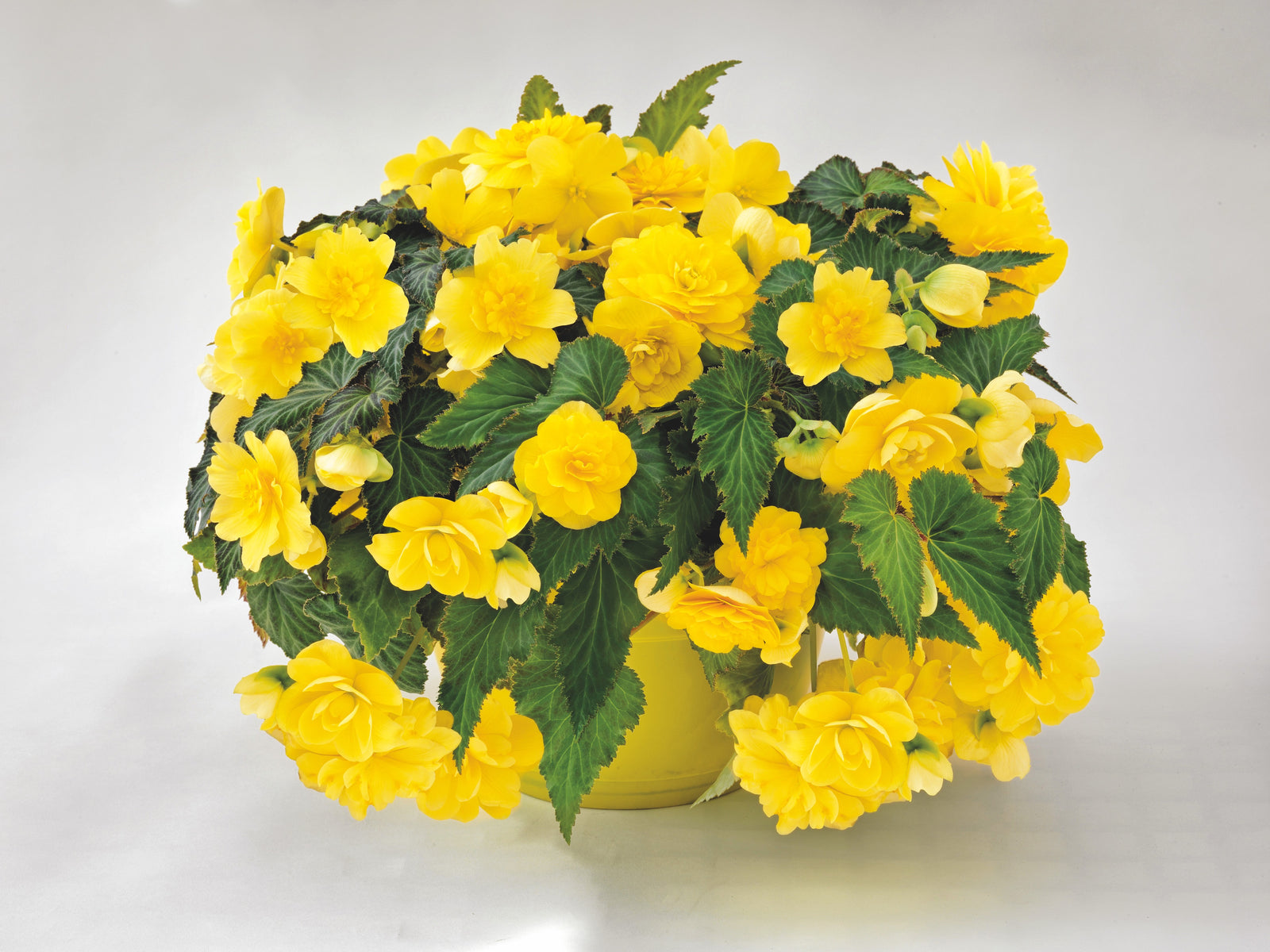 Begonia Joy Tumbling Yellow F1 Hybrid