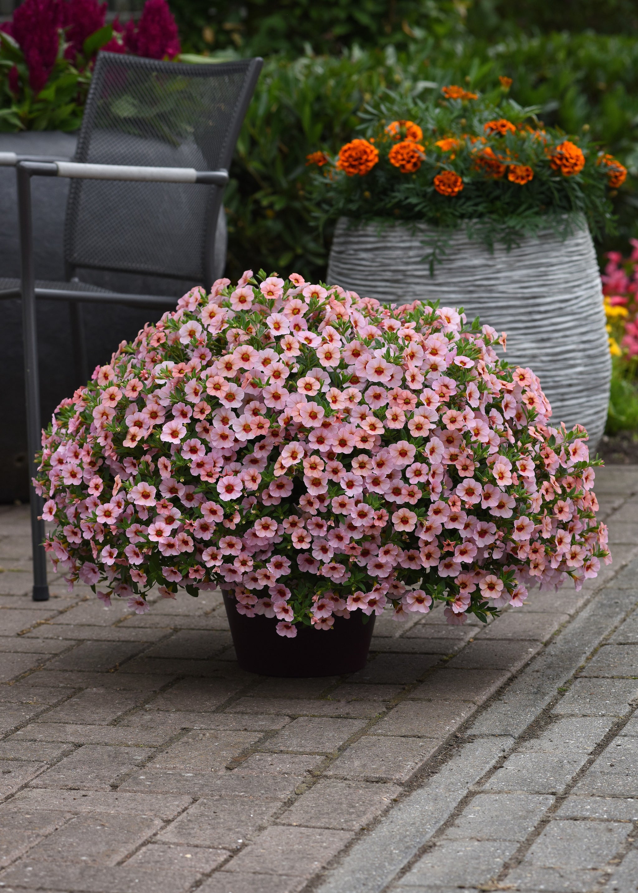 Calibrachoa Kabloom Light Pink Blast