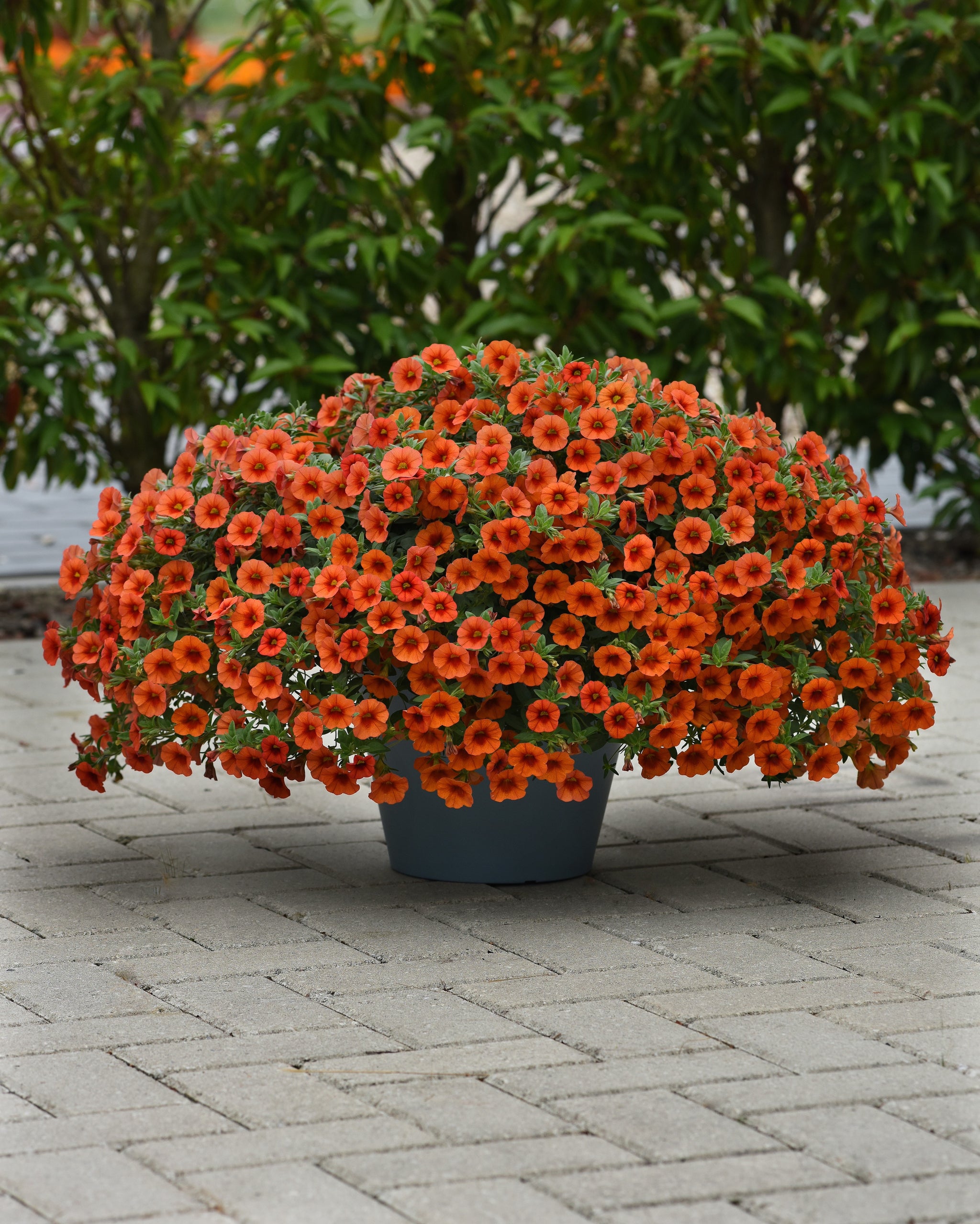 Calibrachoa Kabloom Orange