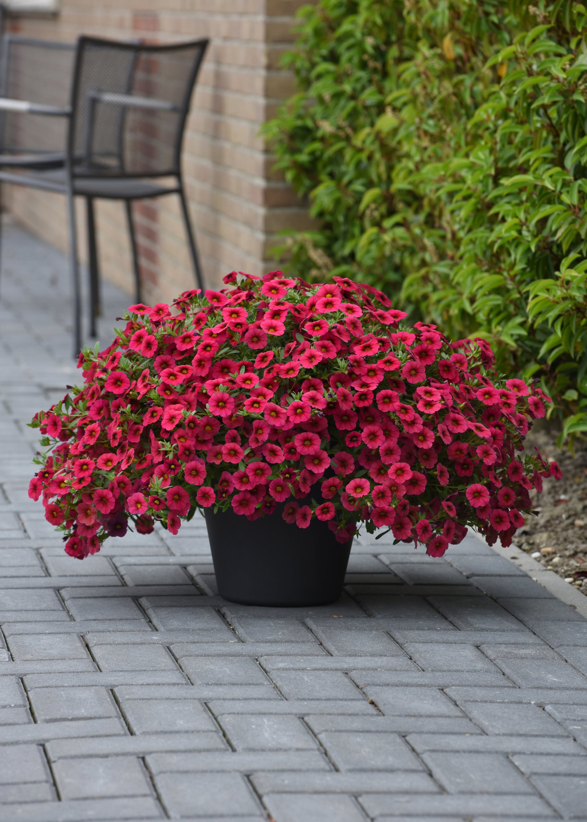 Calibrachoa Kabloom Cherry