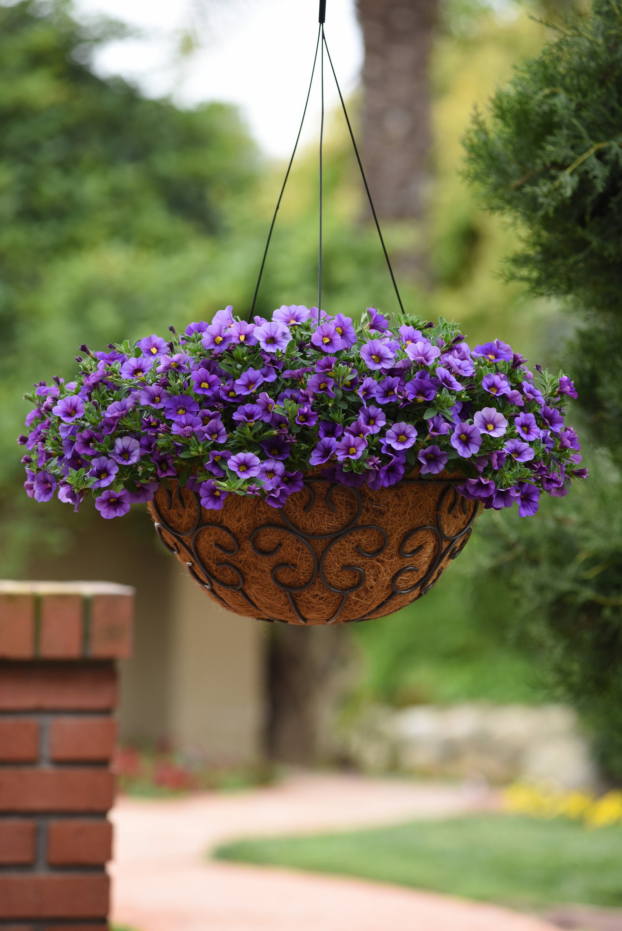 Calibrachoa Kabloom Denim