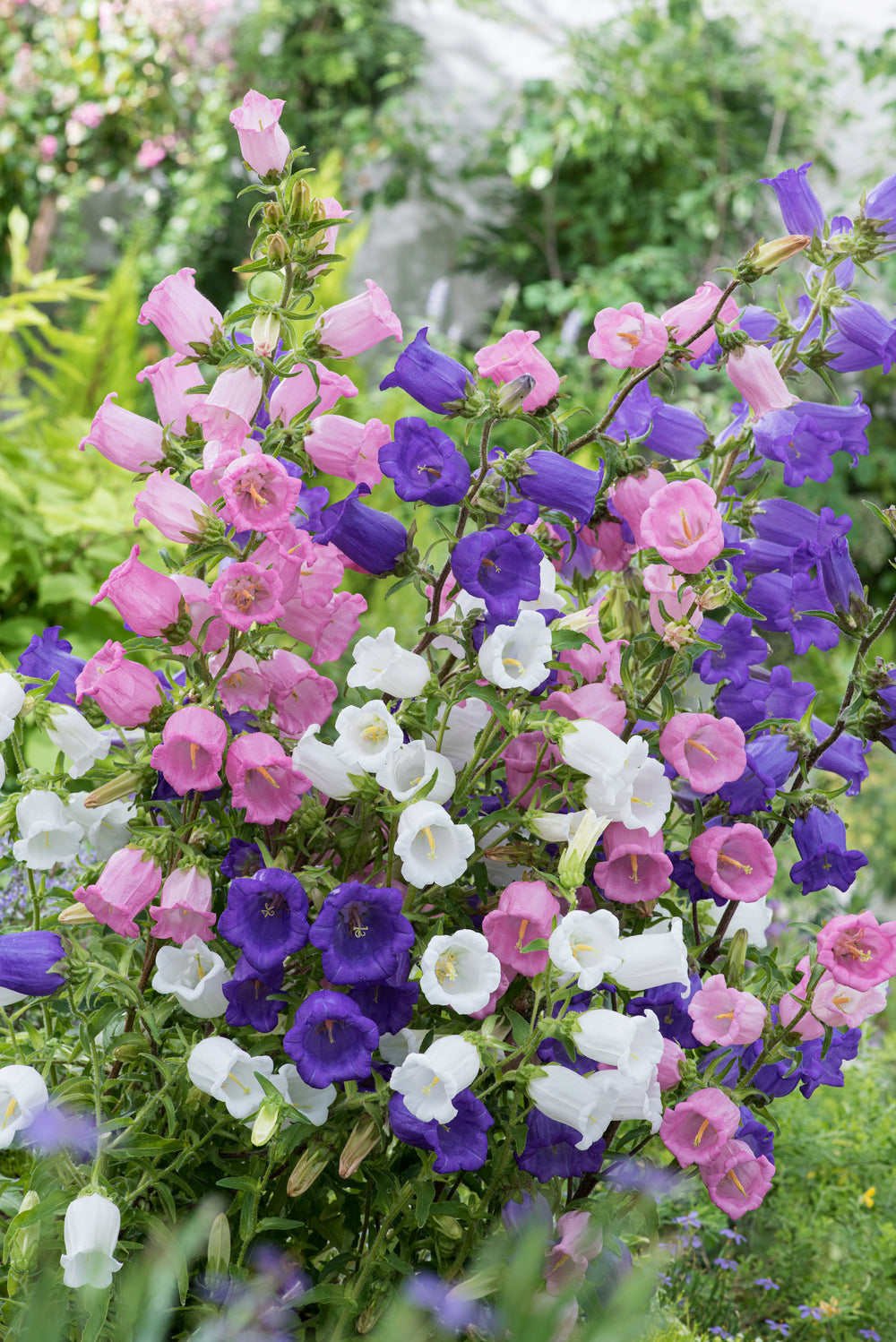 cup & saucer plant Campanula Cup & Saucer – Egmont Seeds