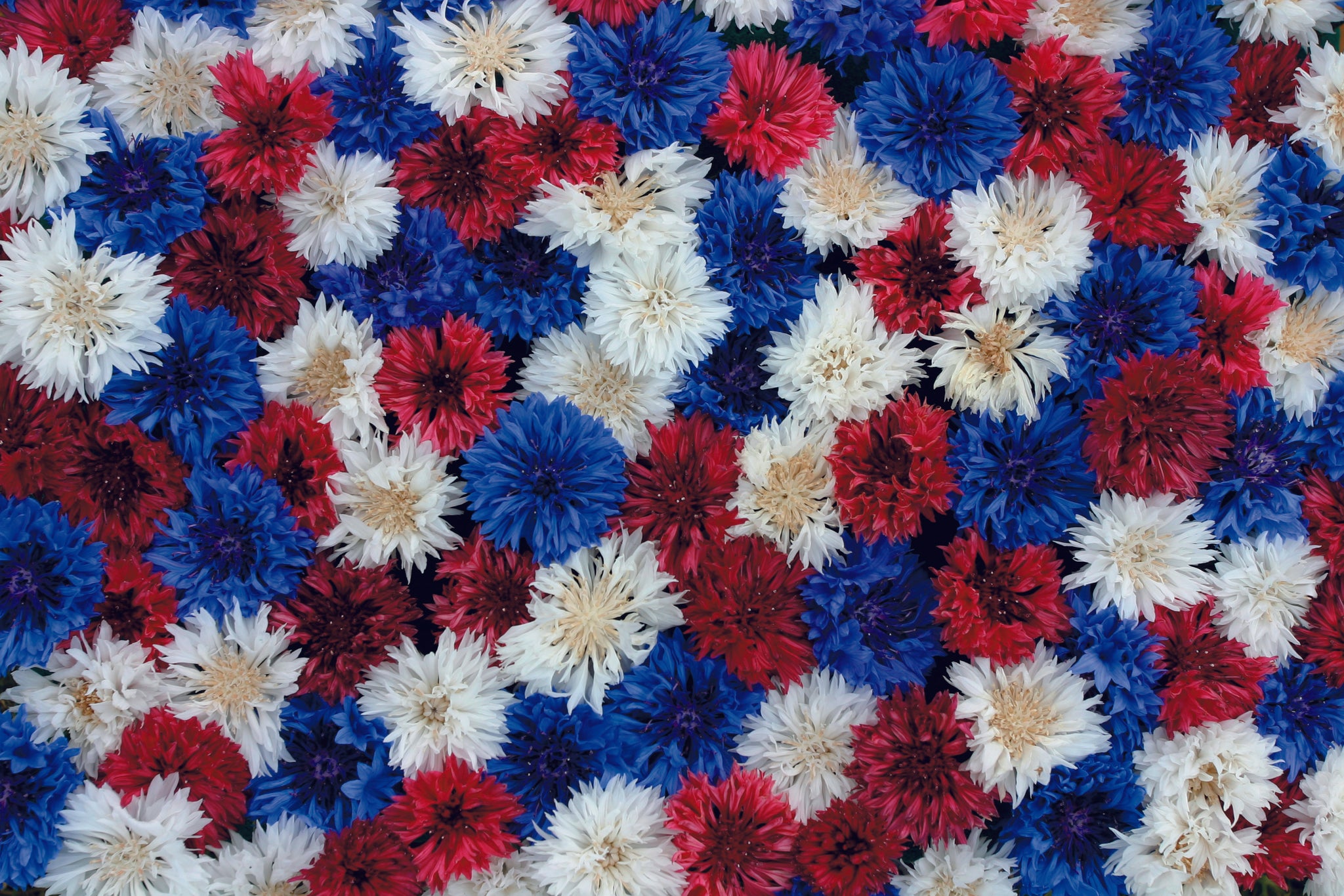 Cornflower Fireworks