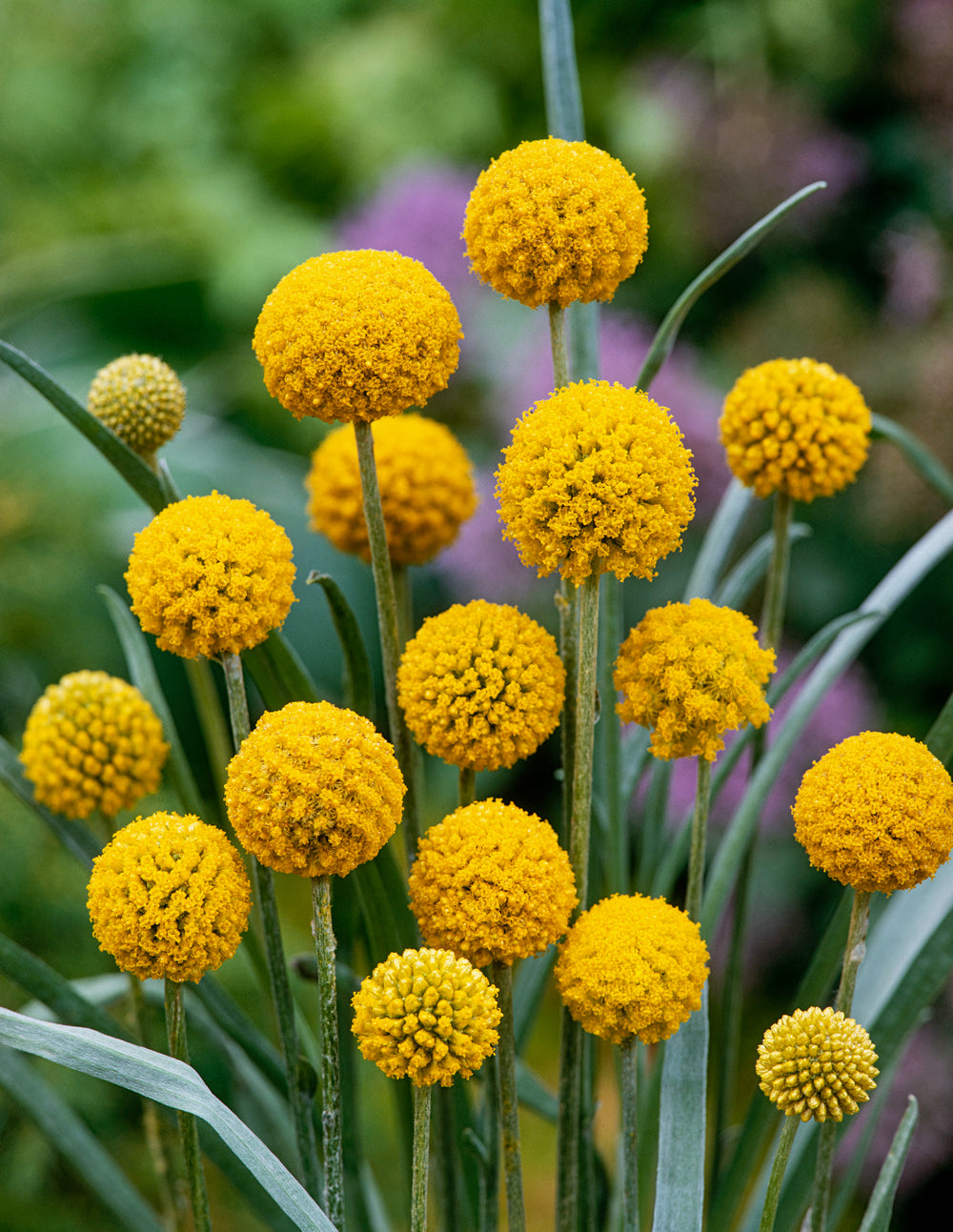 Craspedia Billy Buttons