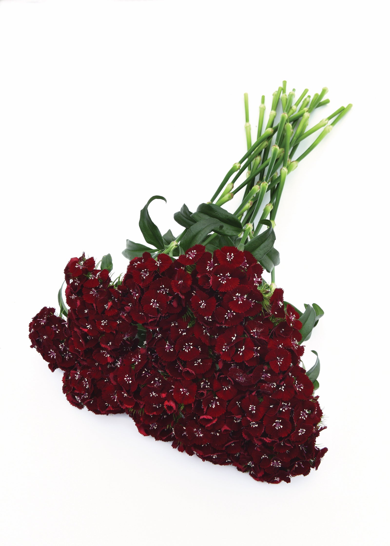 Dianthus Sweet Black Cherry F1 Hybrid