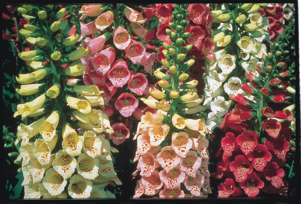 Digitalis Dwarf Foxy Mix