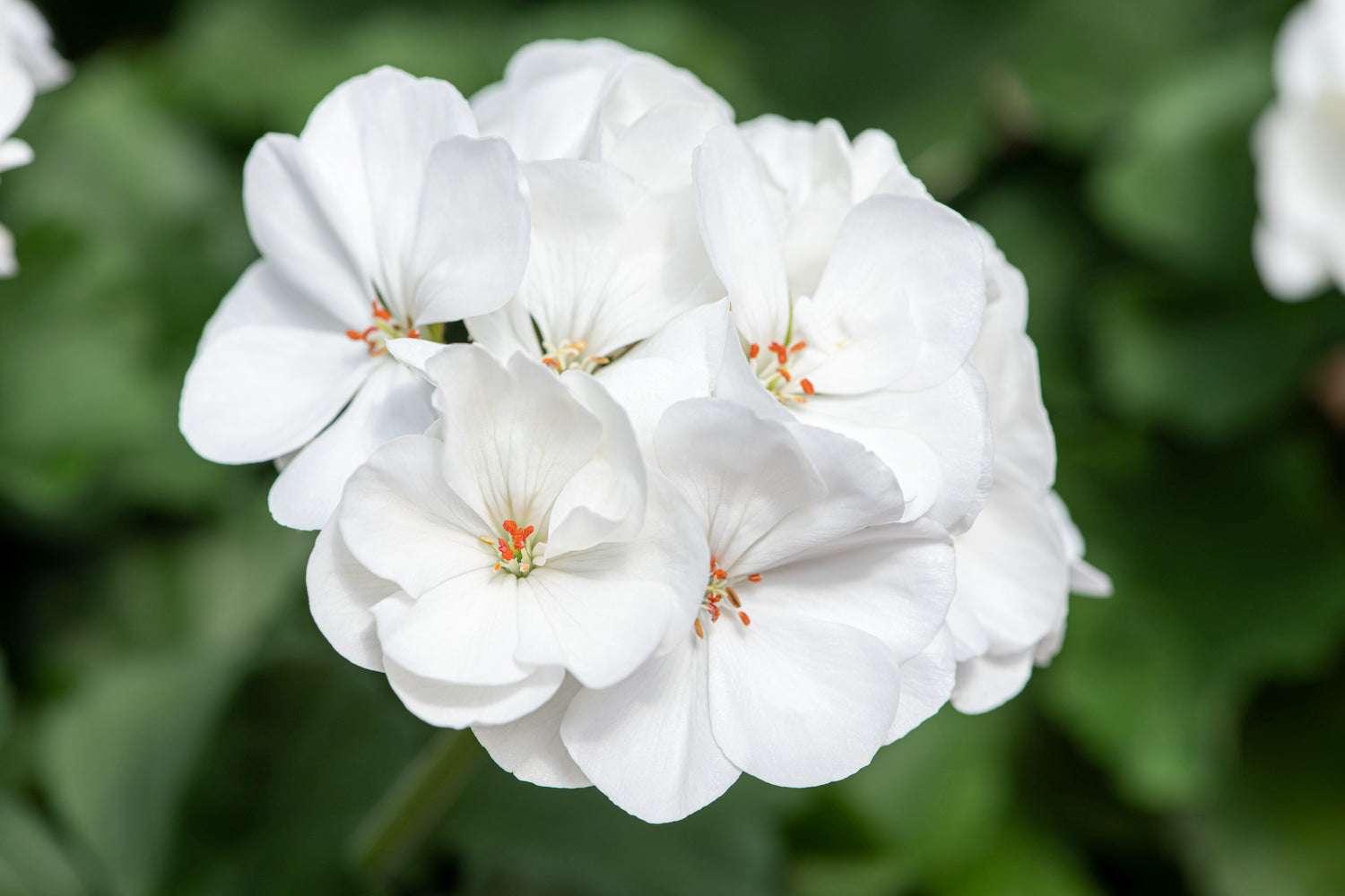 maverick white geranium seeds Geranium Maverick White – Egmont Seeds