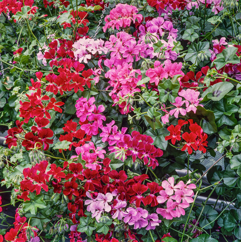 trailing ivy geranium seeds Geranium Summer Showers Mix F1 Hybrid – Egmont Seeds