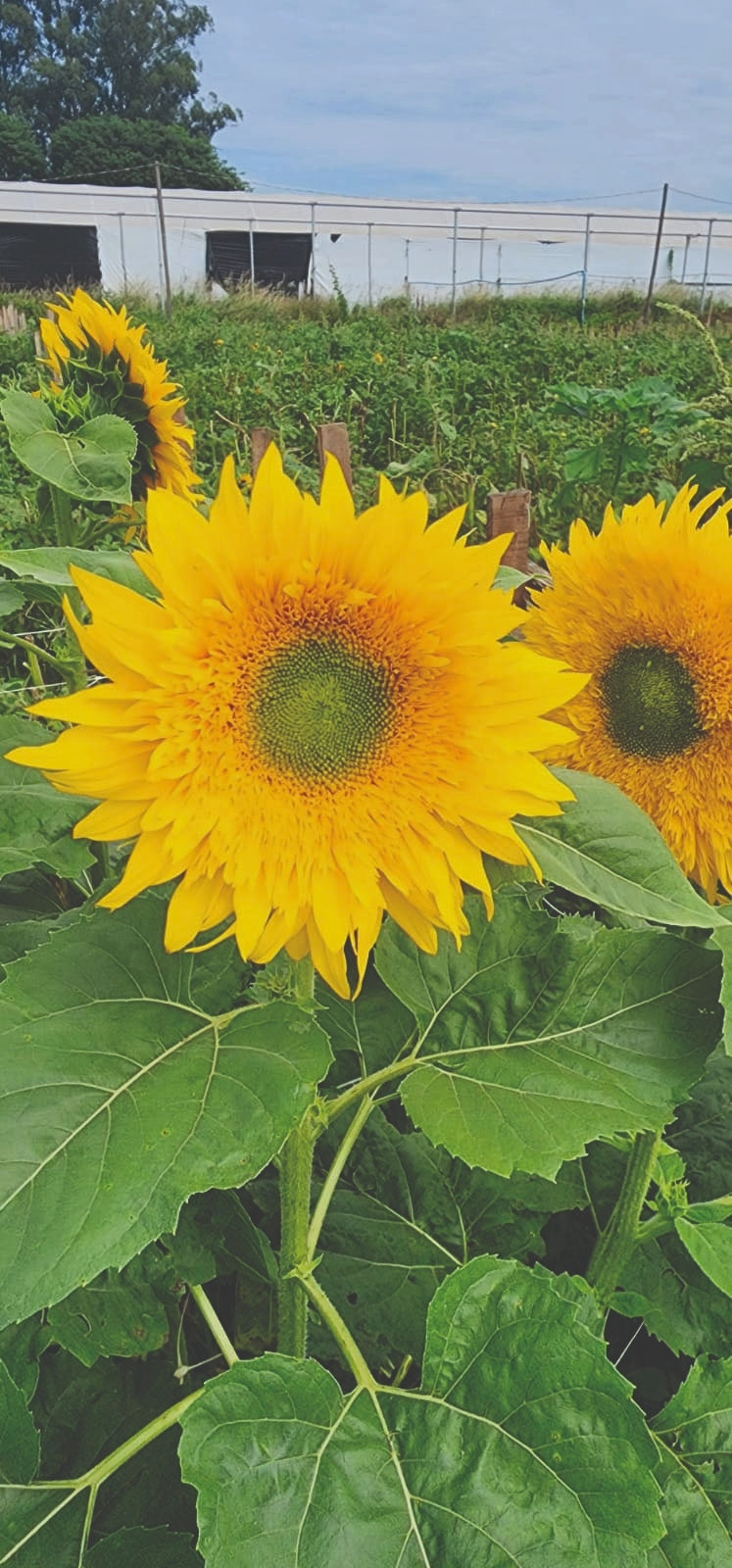 Helianthus Starburst Greenburst F1