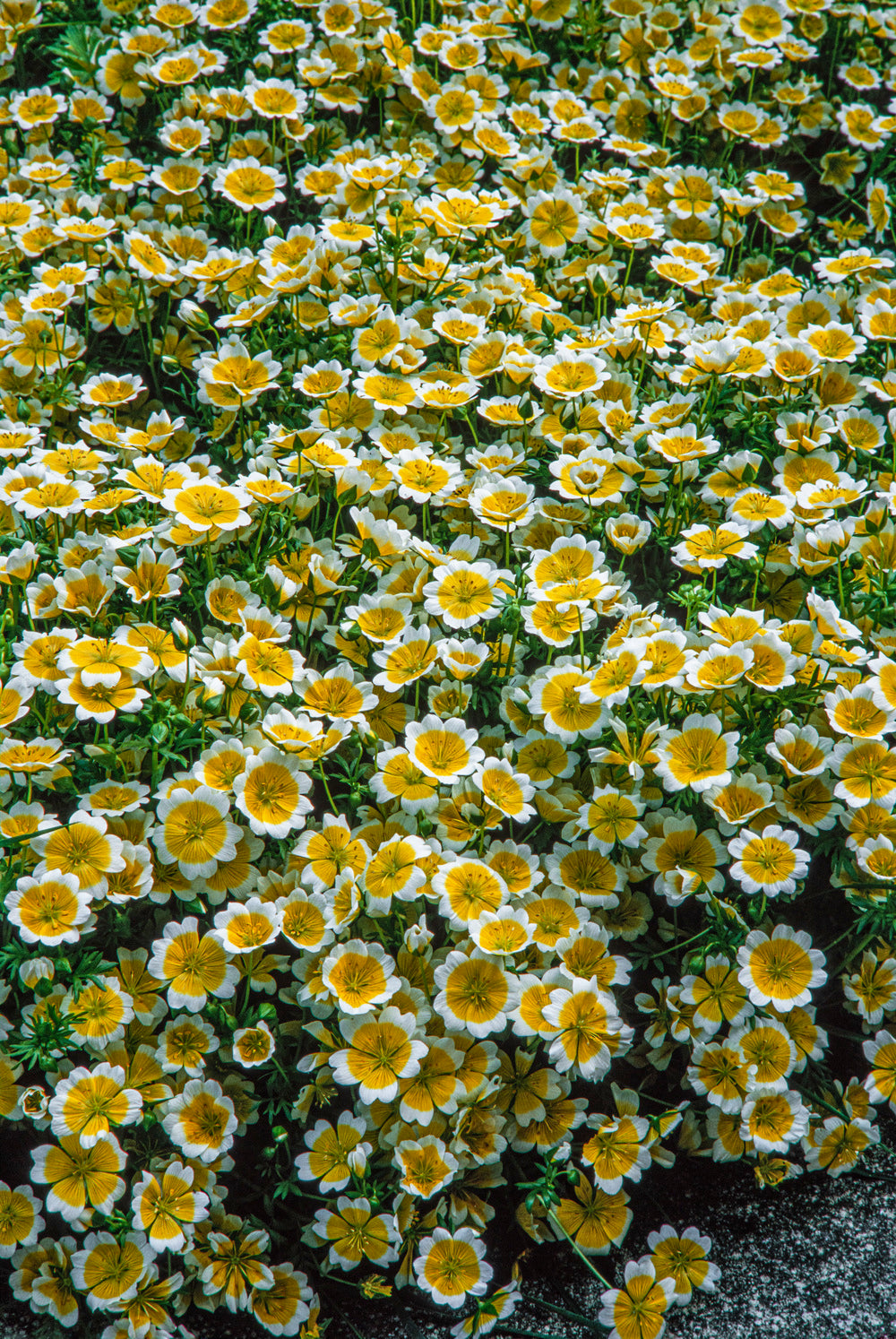 poached egg plant hanging basket Limnanthes Poached Egg Flower
