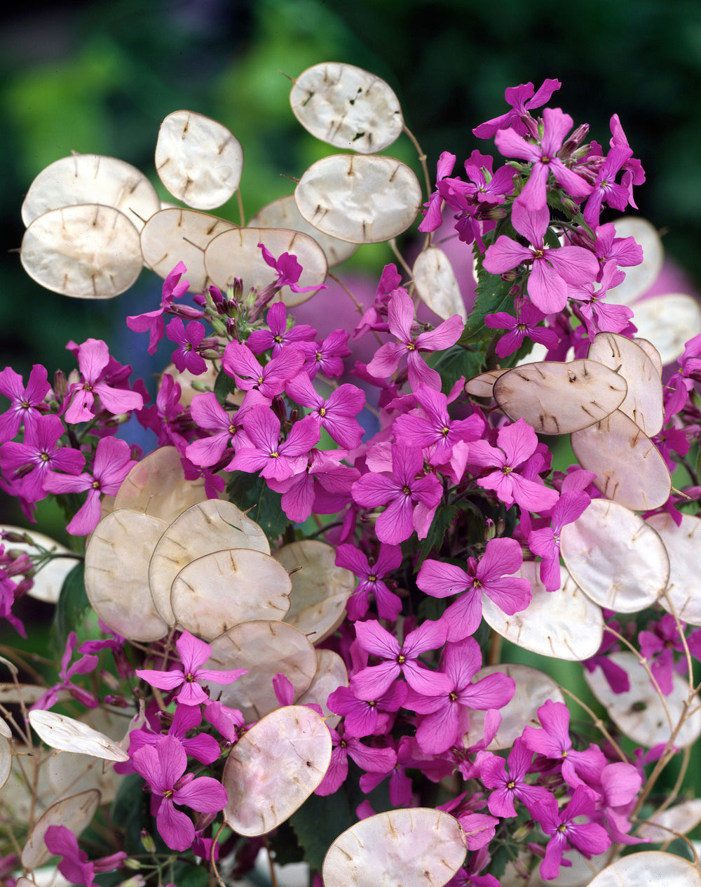 lunaria honesty money plant Lunaria Honesty (Silver Dollar) – Egmont Seeds