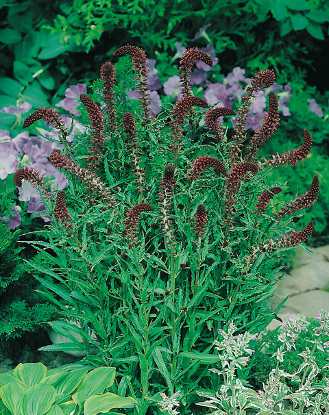 Lysimachia Beaujolais
