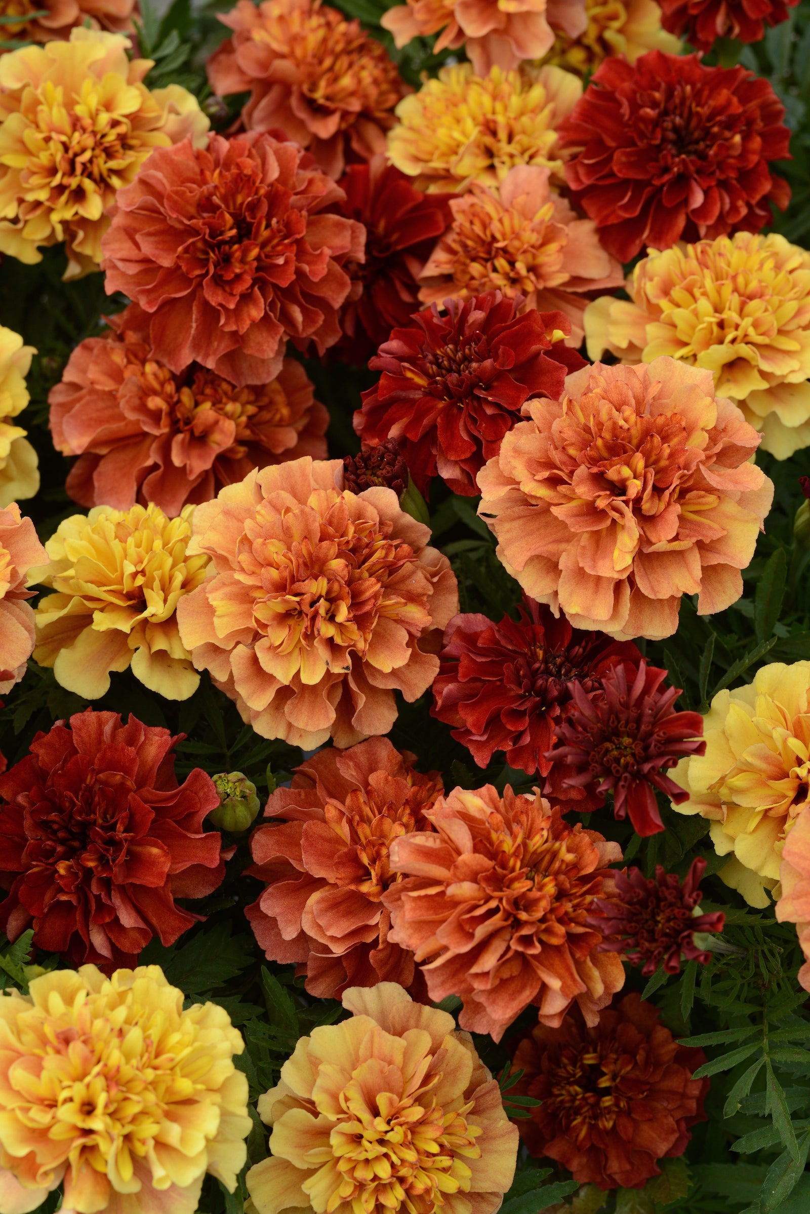 Marigold Strawberry Blonde