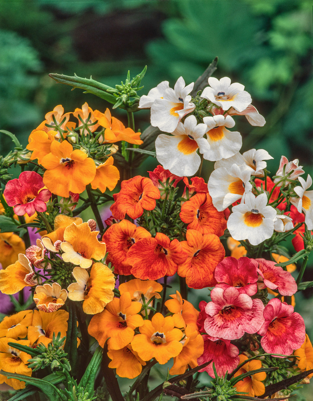 nemesia flower seeds Nemesia Carnival Mix – Egmont Seeds