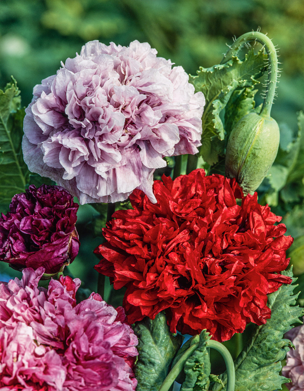 Poppy Peony Mix