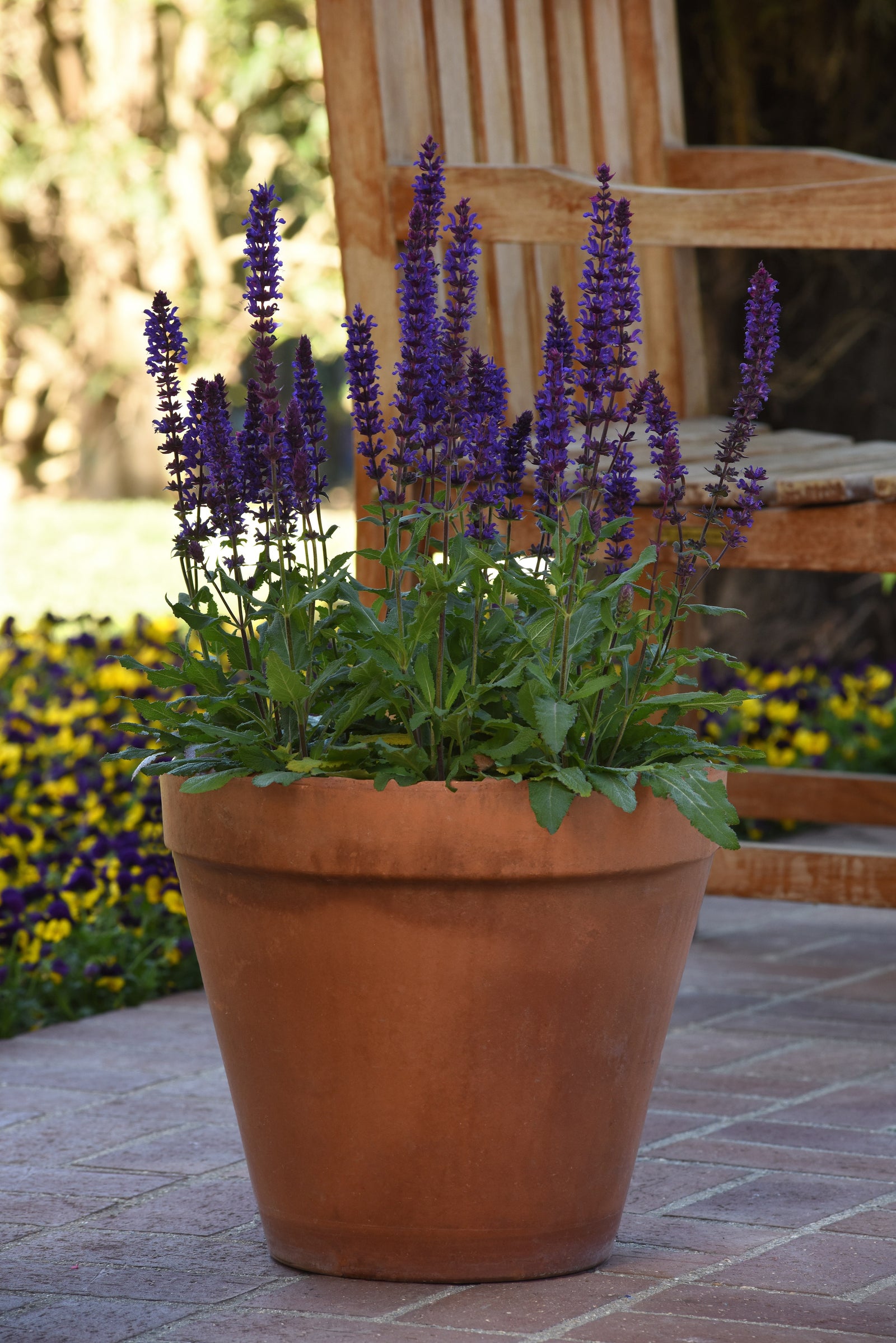 Salvia Salvatore Blue