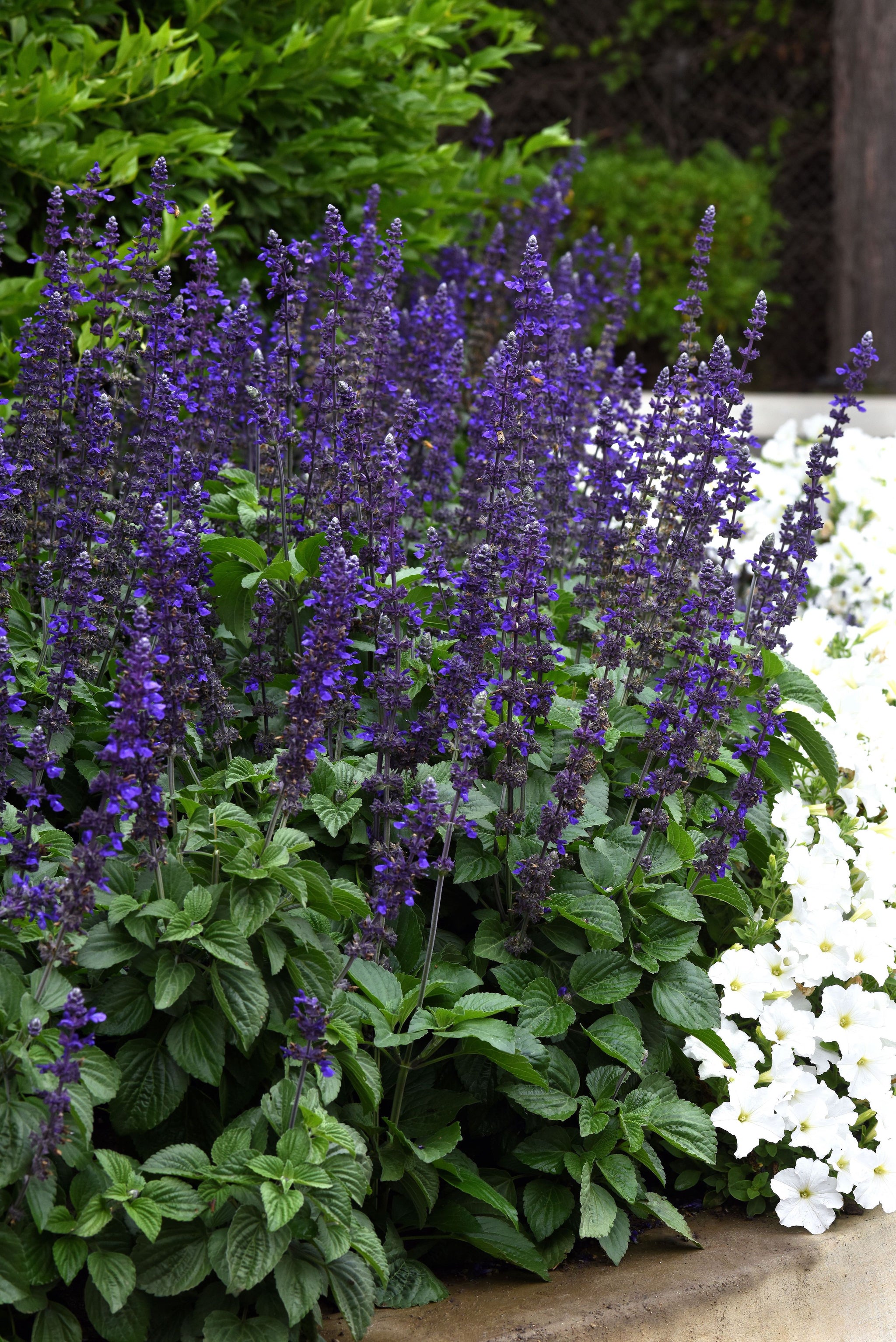 Salvia Big Blue