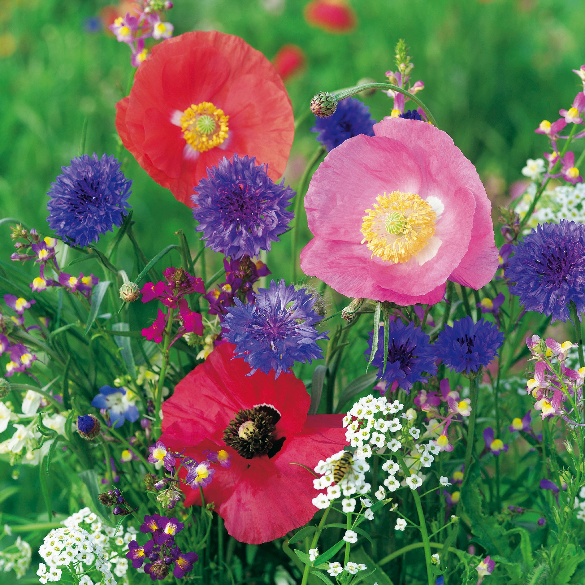 flower seeds new zealand Wildflower Mix – Egmont Seeds