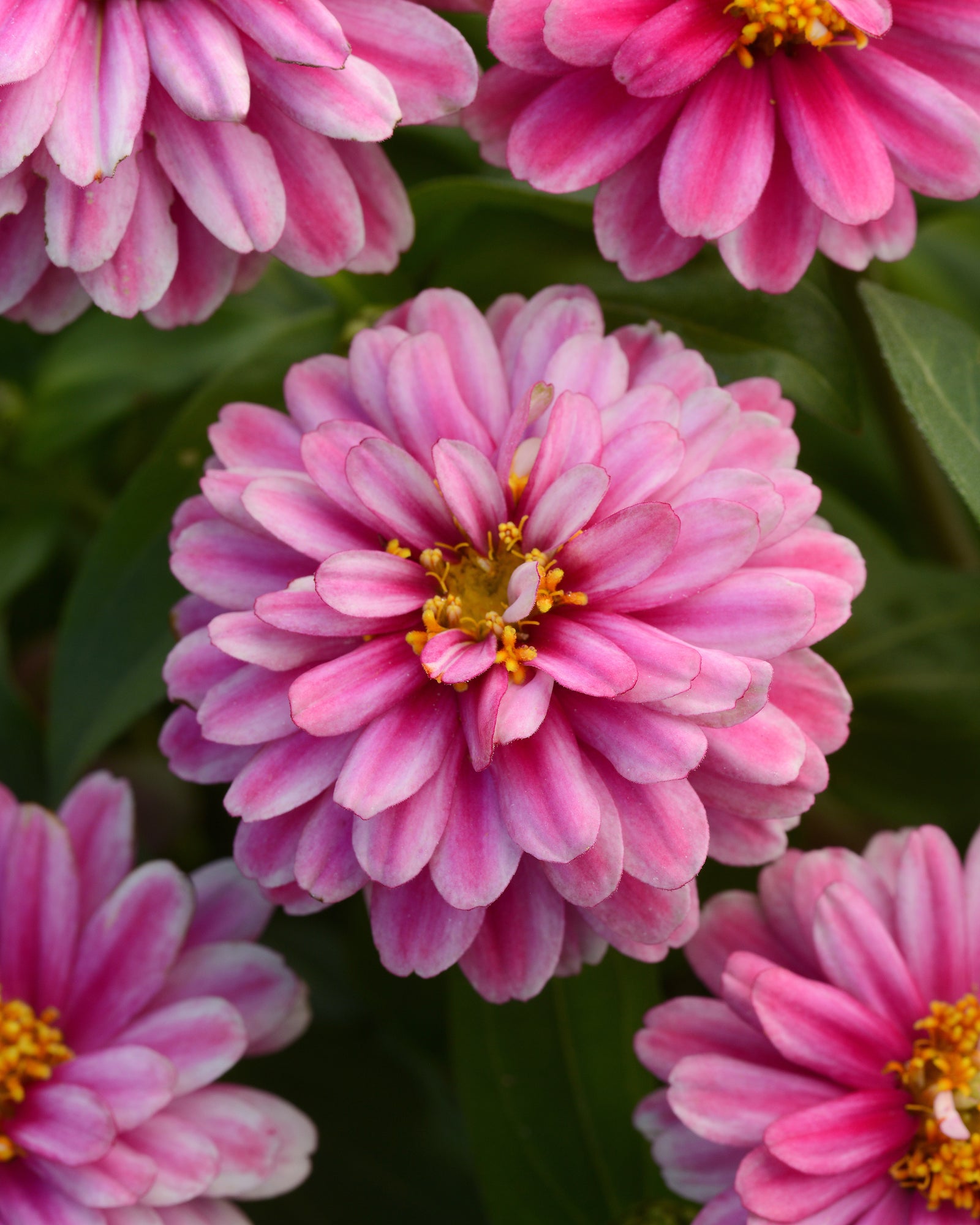 Zinnia Zahara Dble Raspberry Ripple F1 Hybrid