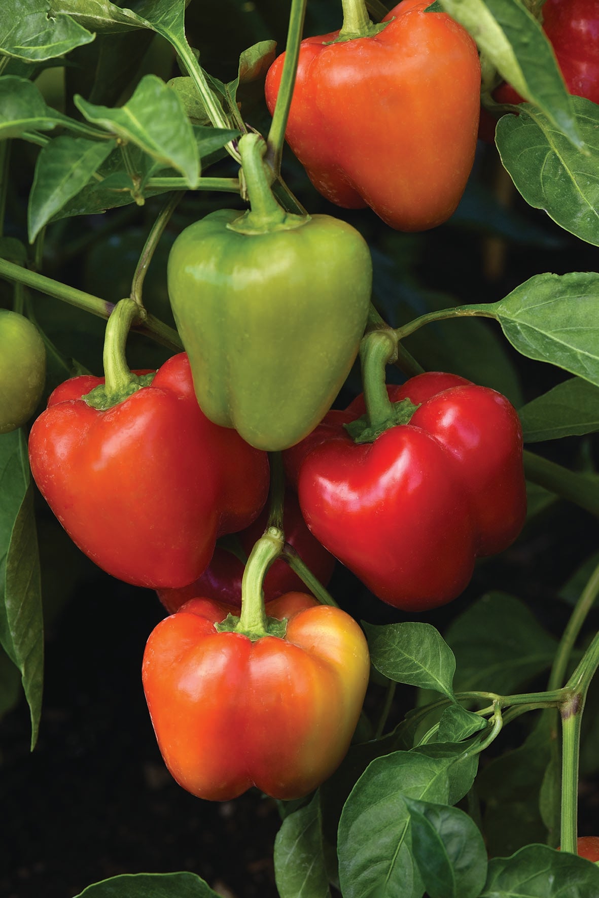 Capsicum Sweet Prism
