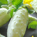Cucumber White Wonder
