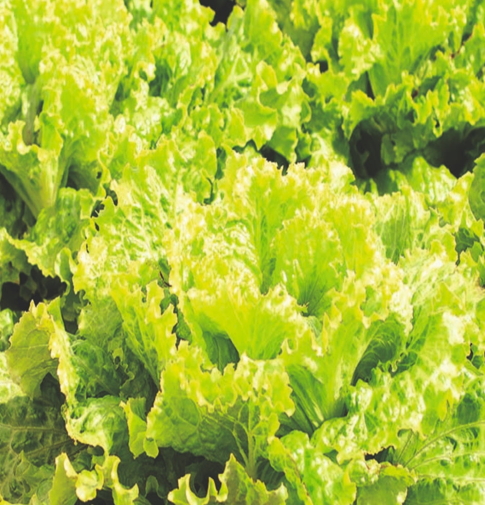 Lettuce Batavia Green Leny (Aphid Resistant)