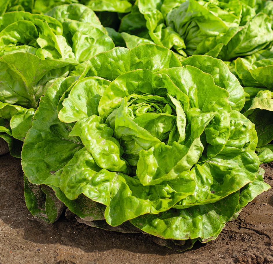 Lettuce Dynamite Green Butterhead (Aphid Resistant)