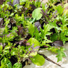 Lettuce Gourmet Salad Blend