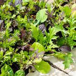 Lettuce Gourmet Salad Blend