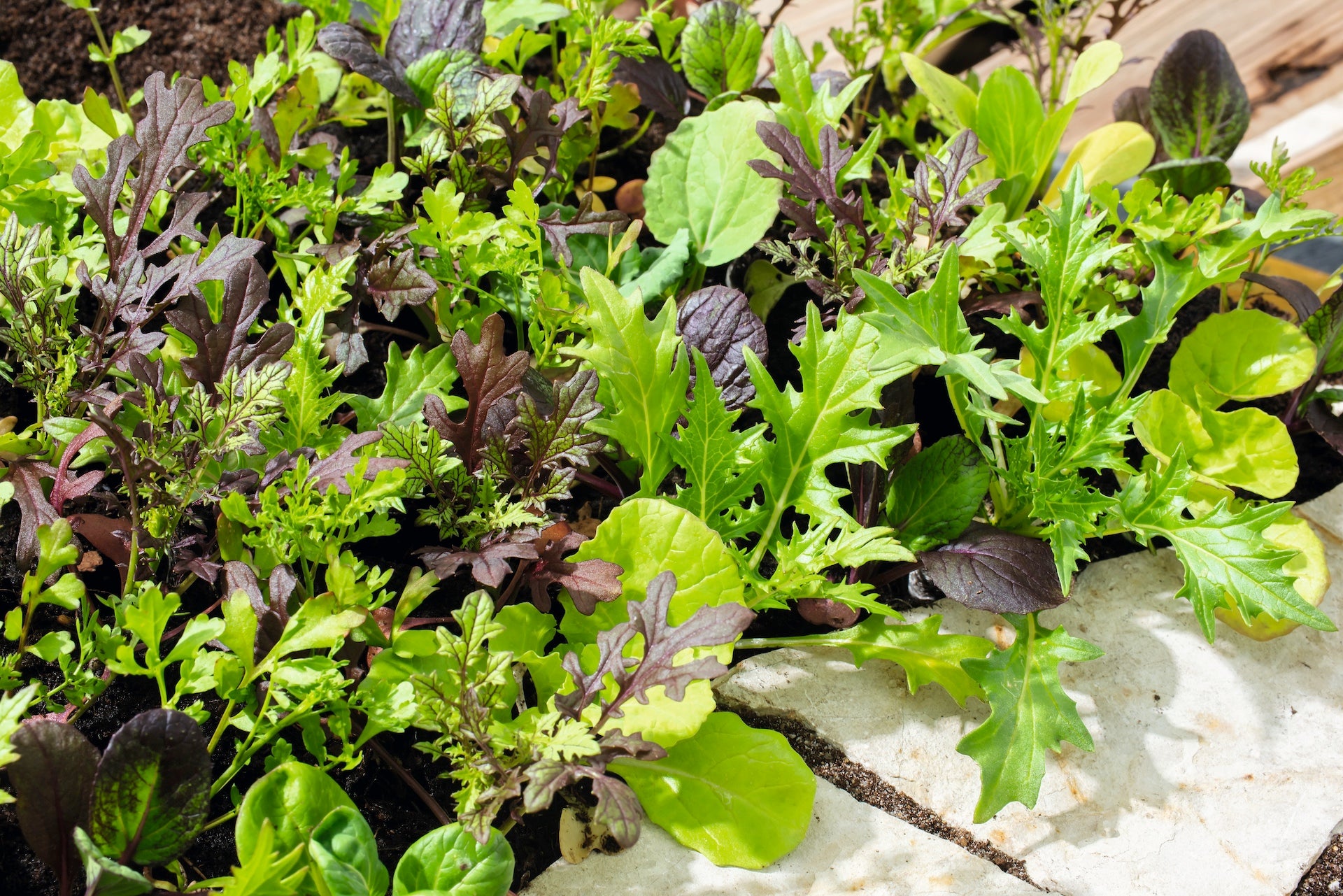 Lettuce Gourmet Salad Blend