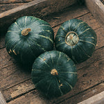 Pumpkin Squash Buttercup Burgess Trailing