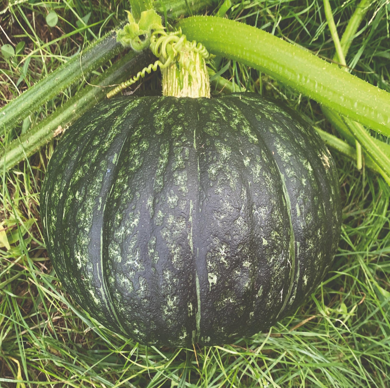 Pumpkin Squash Rambling Roger