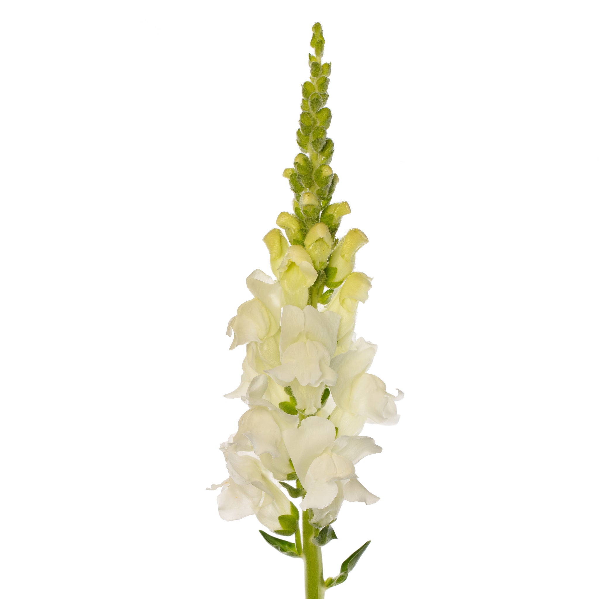 CF Antirrhinum Avignon White Group 2