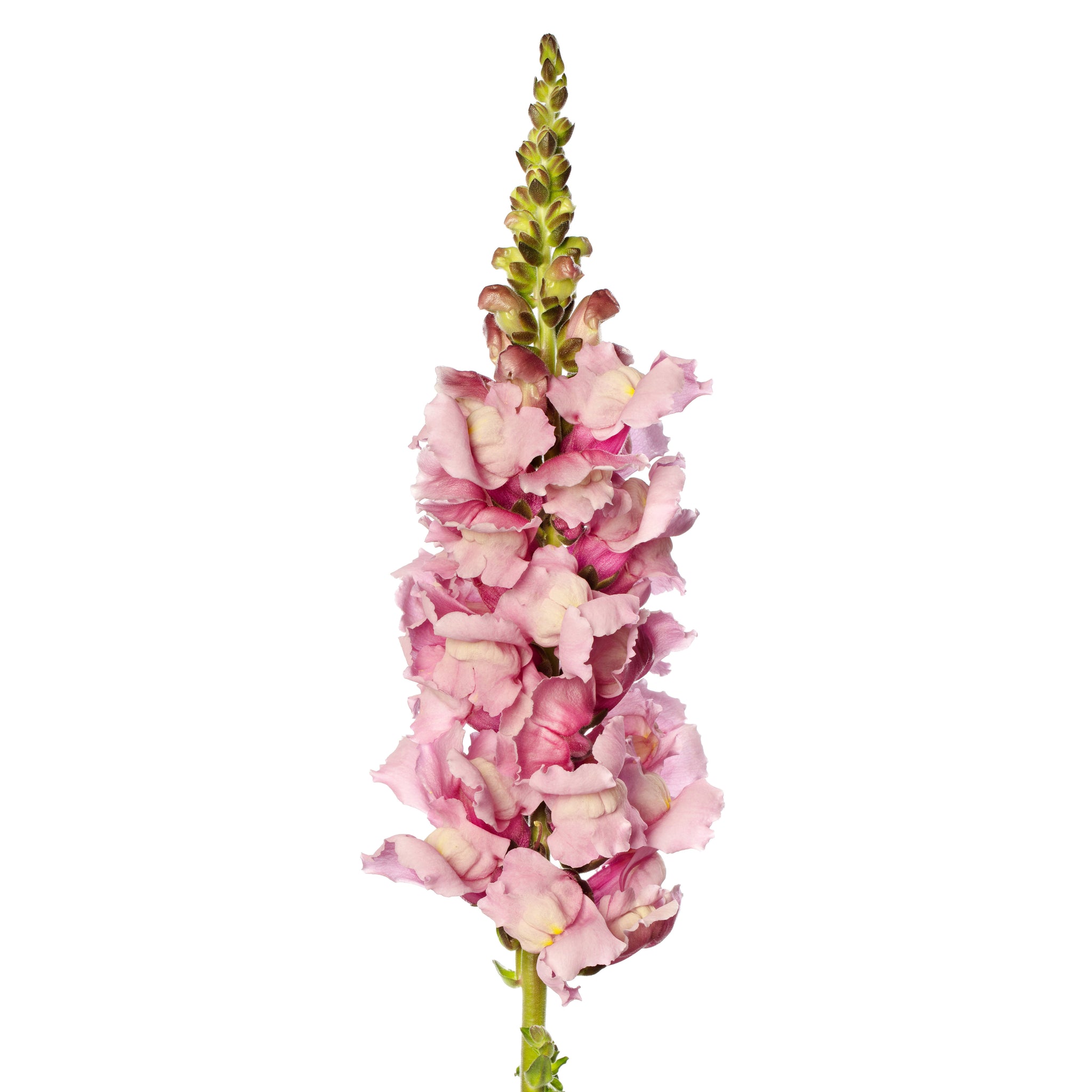 CF Antirrhinum Cannes (Costa) Lavender Group 2-3