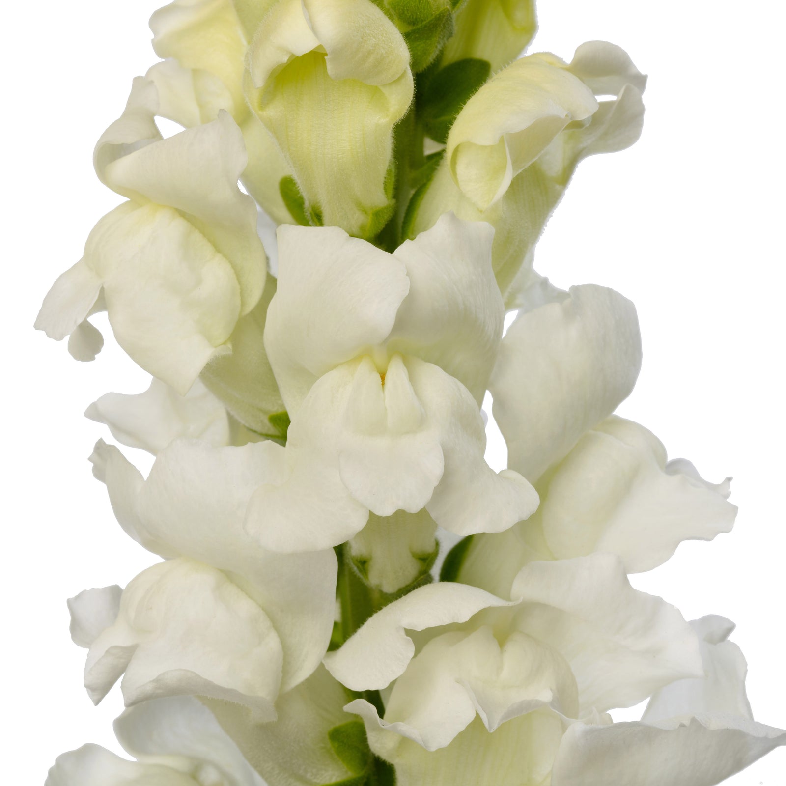 CF Antirrhinum Orleans (Costa) White Group 3-4