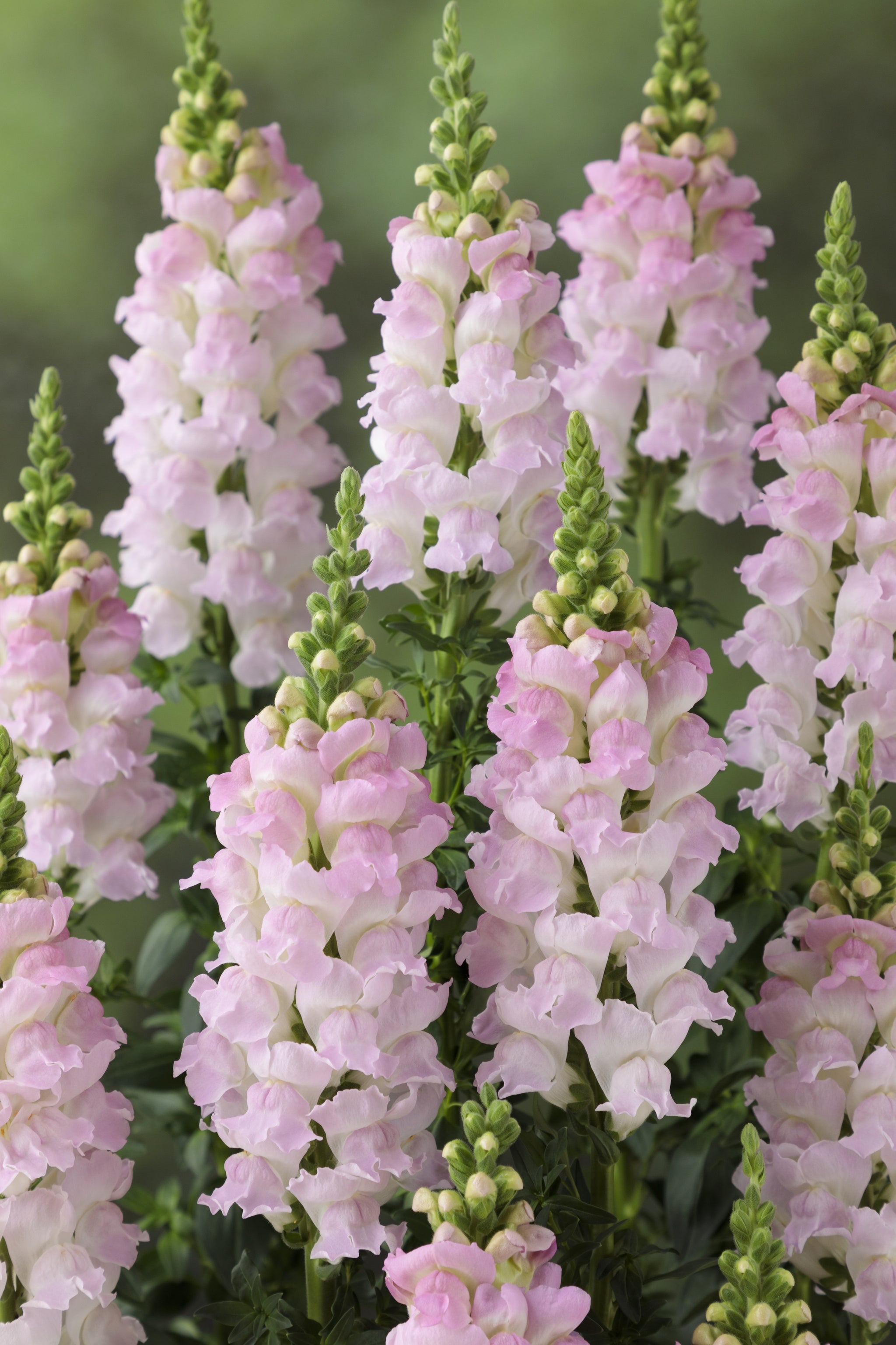 CF Antirrhinum Legend Light Pink Group 1