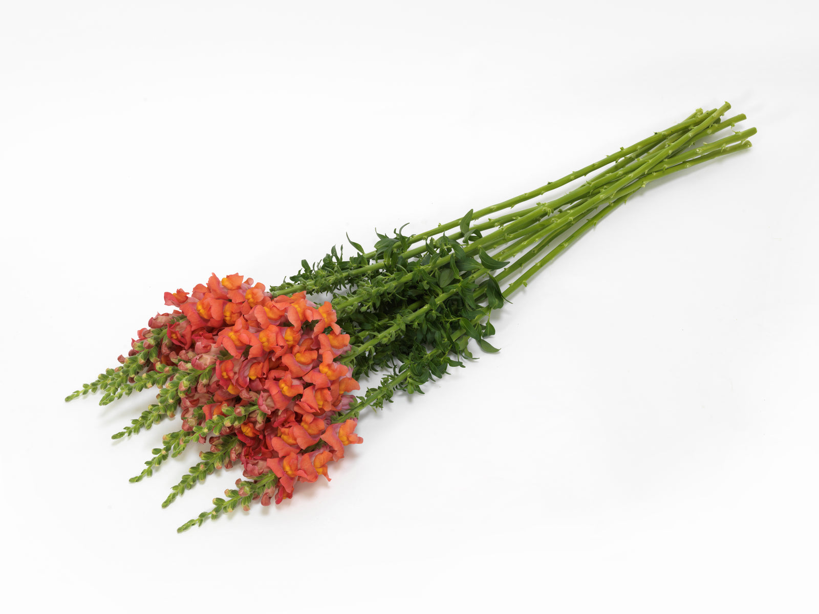 CF Antirrhinum Potomac Orange III-IV