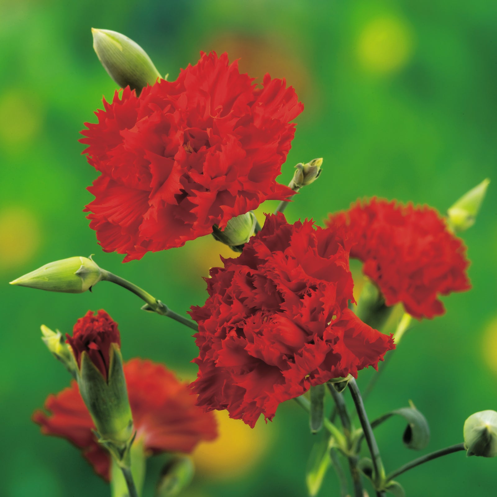 CF Dianthus Chabaud Etincellant Double Scarlet Red