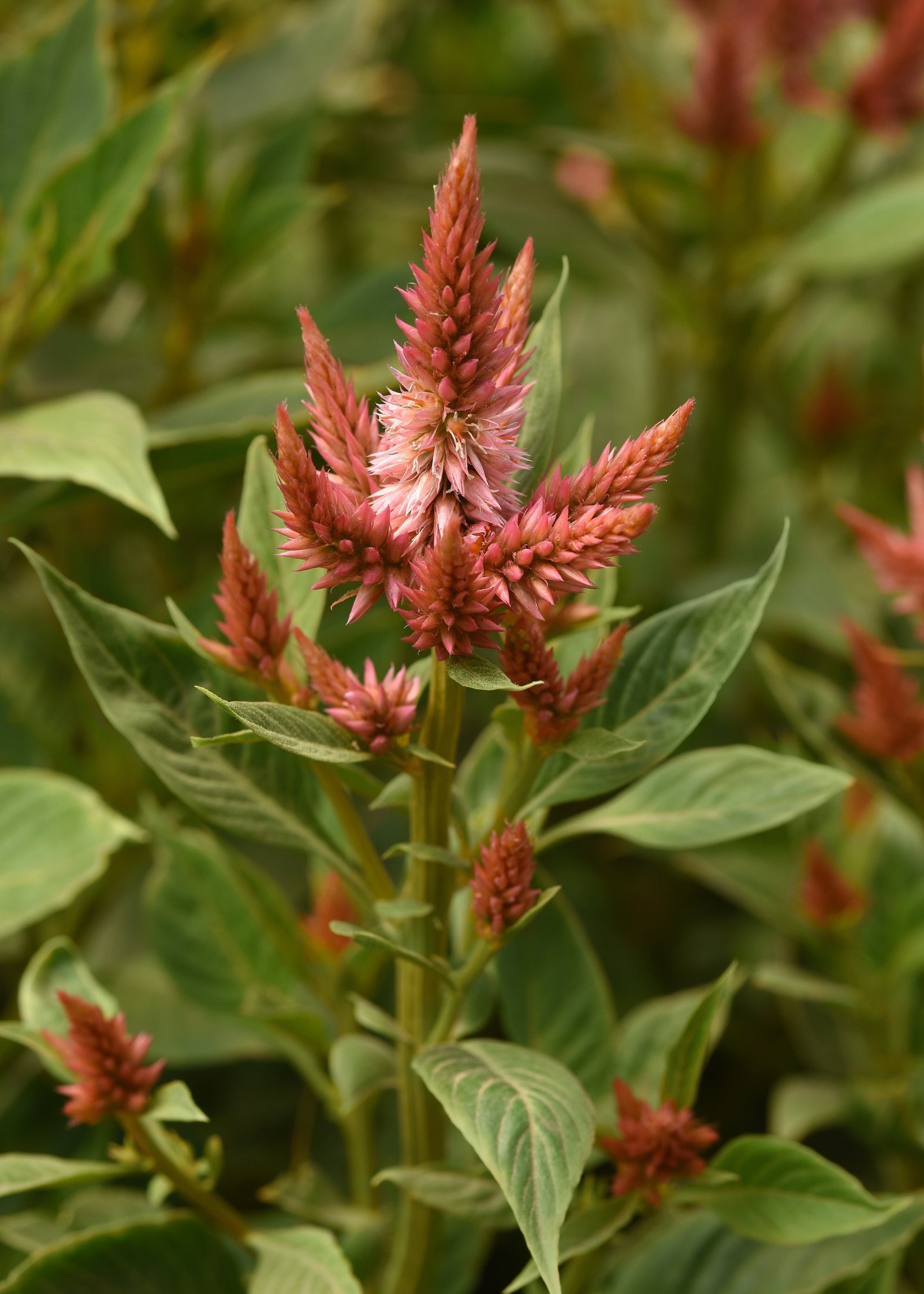 CF Celosia Celway Terracotta