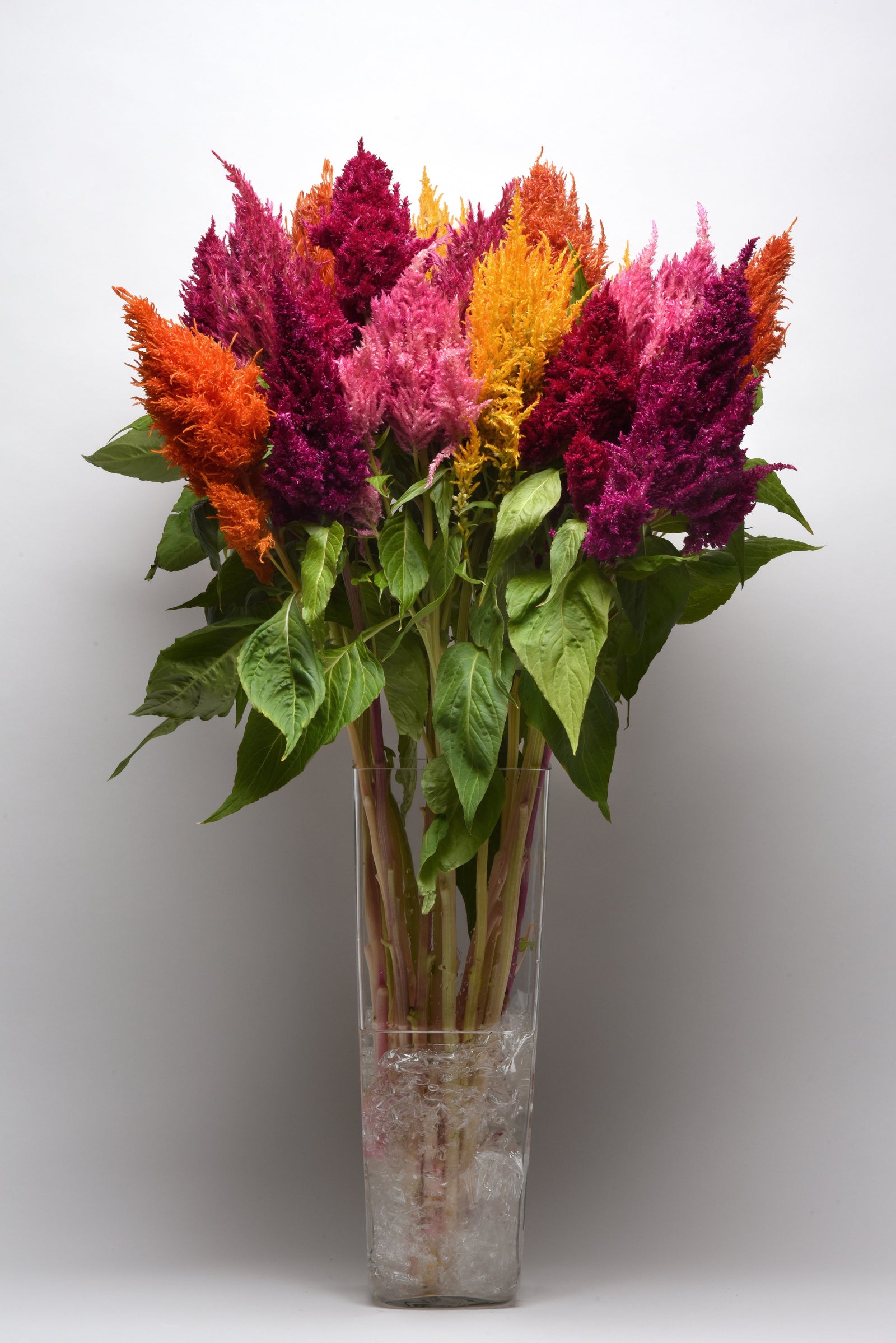 CF Celosia Sunday Mix