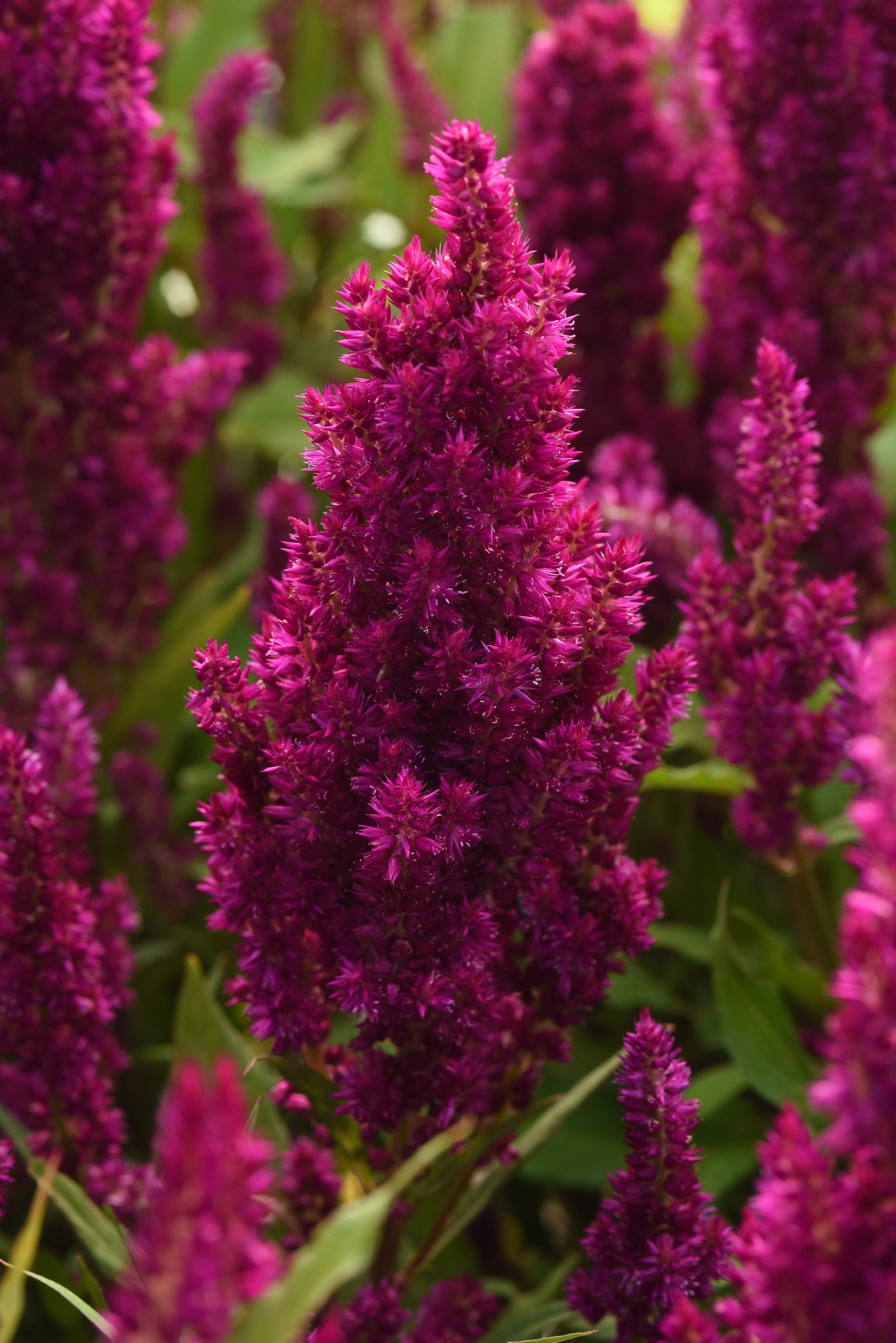 CF Celosia Sunday Purple