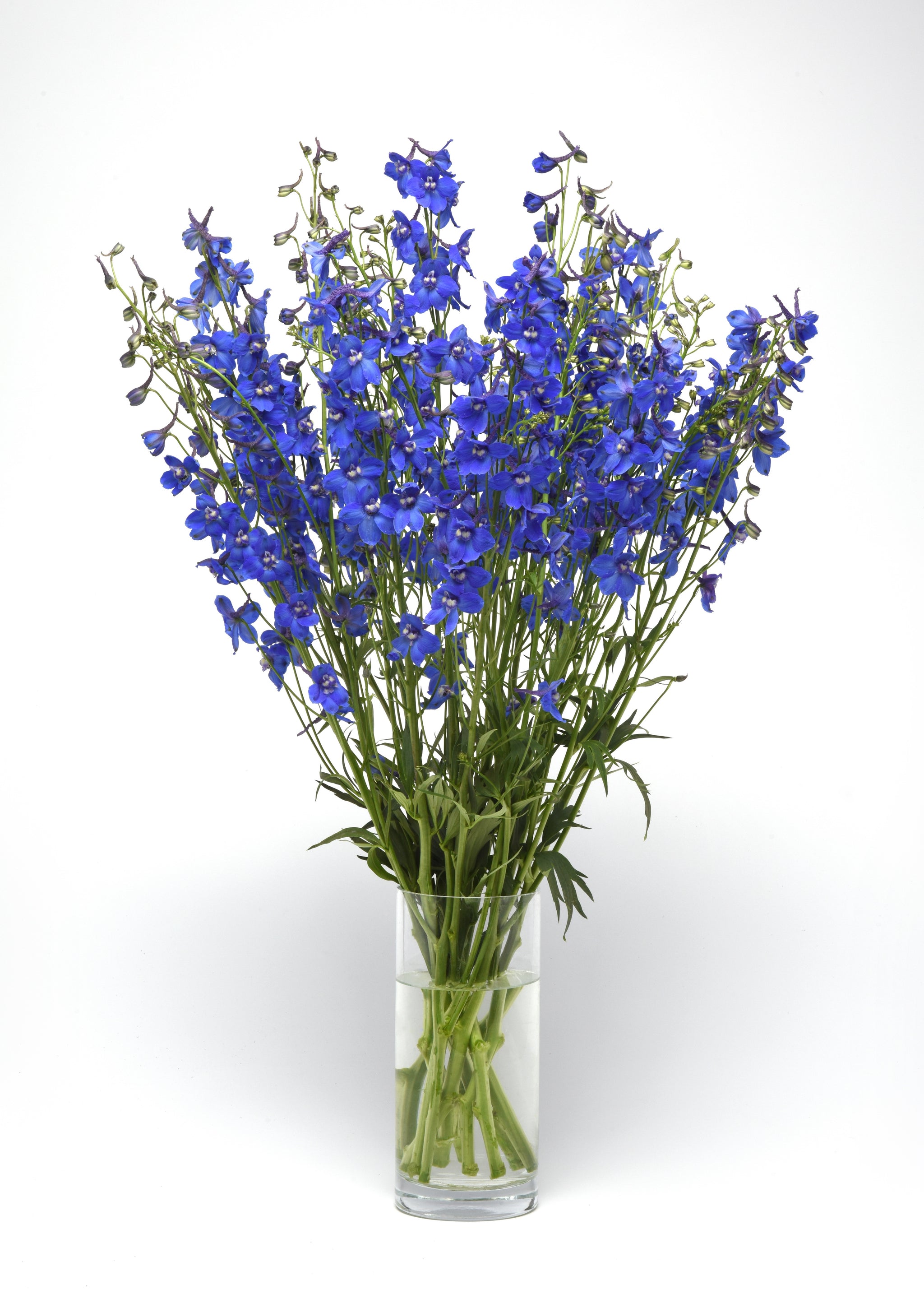 CF Delphinium Blue Donna