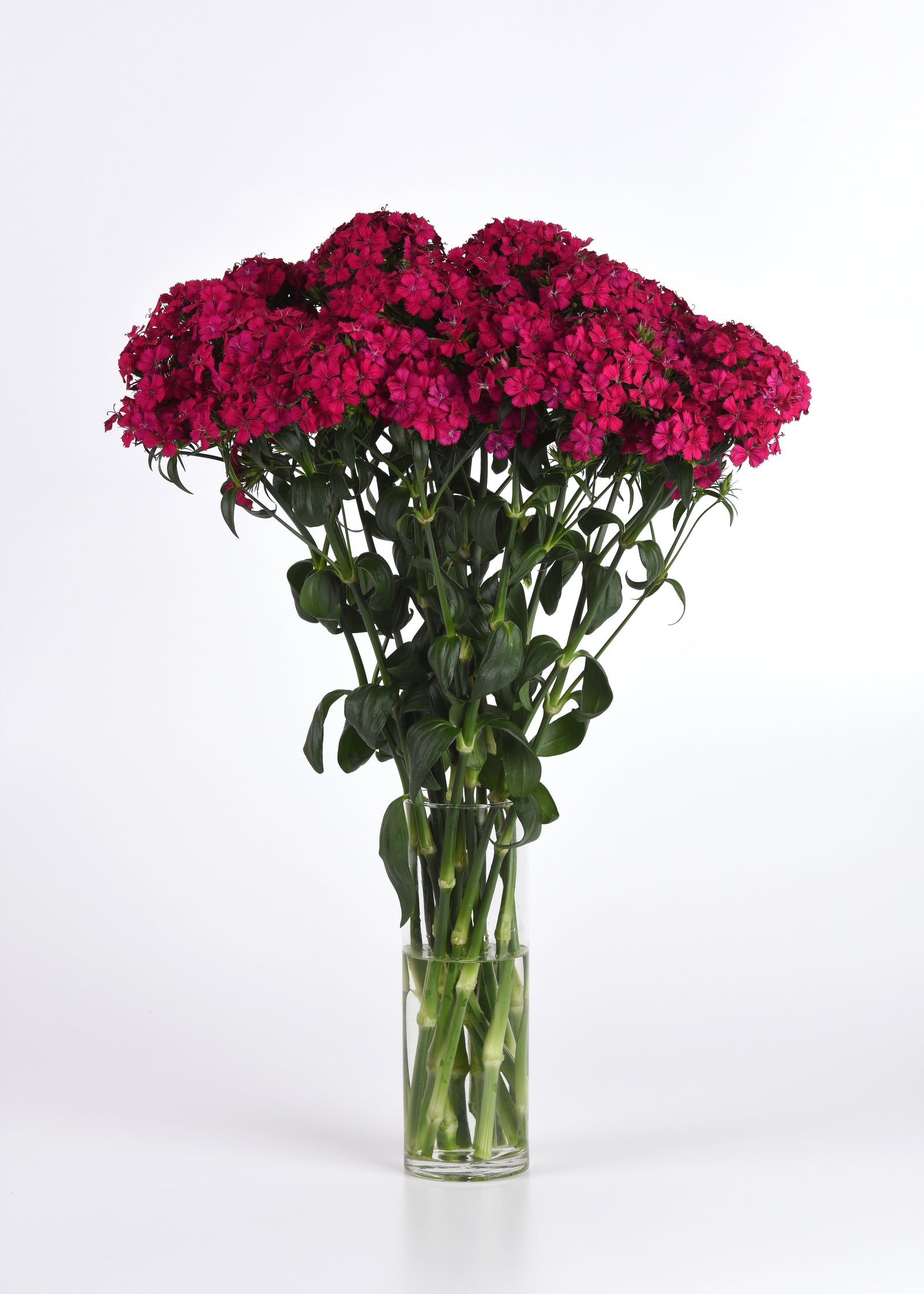 CF Dianthus Amazon Neon Cherry