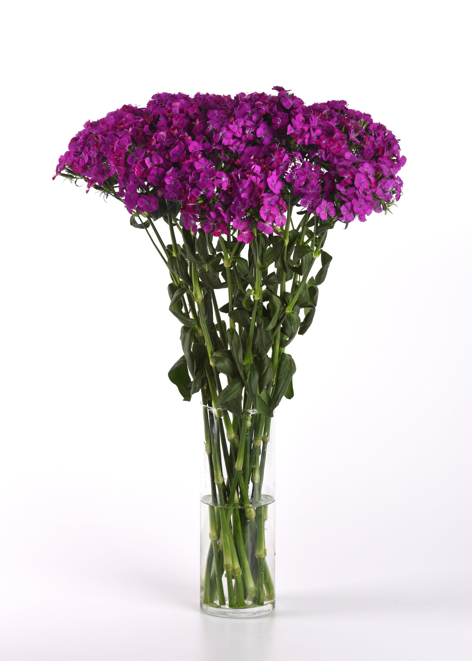 CF Dianthus Amazon Neon Purple