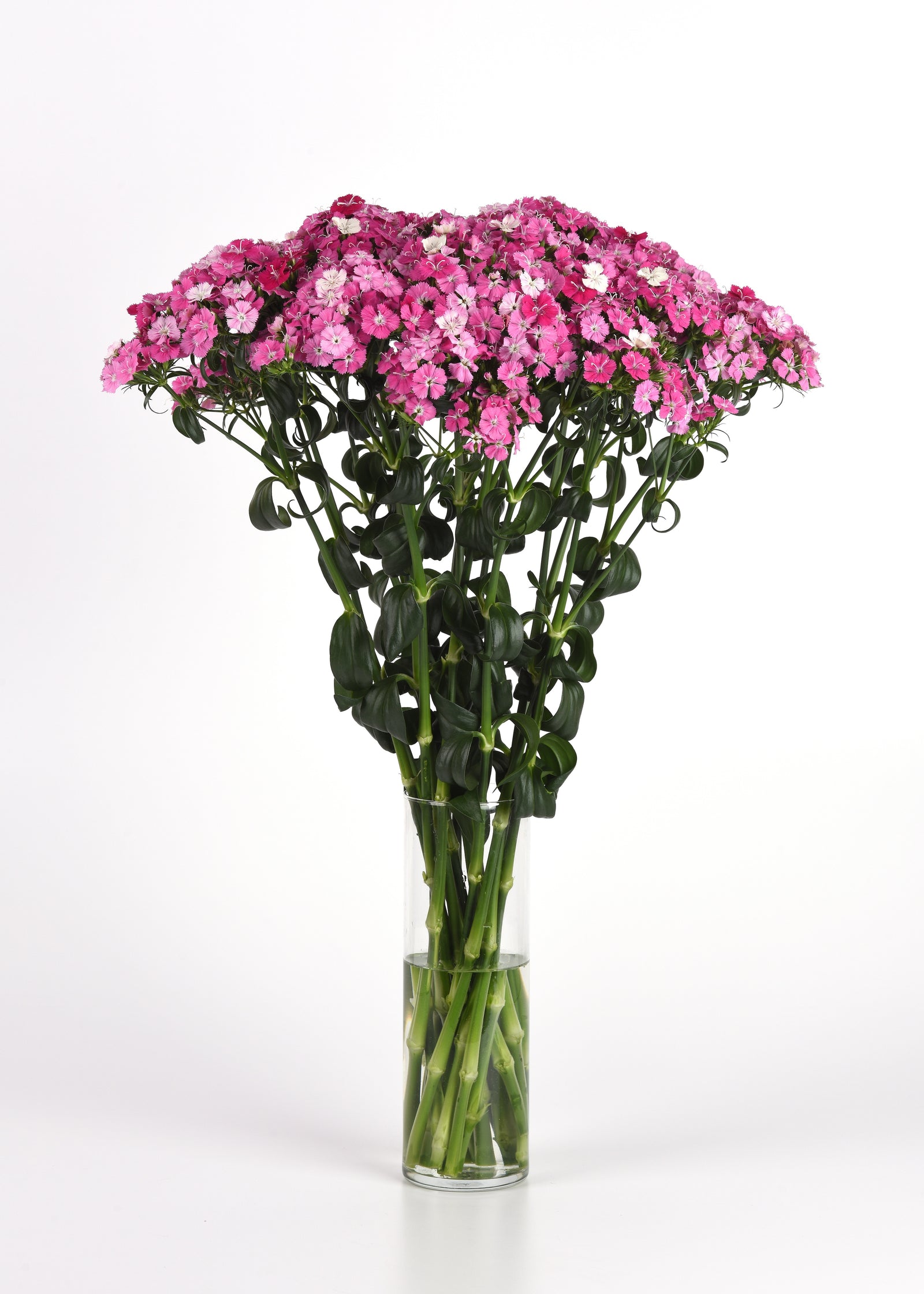 CF Dianthus Amazon Rose Magic
