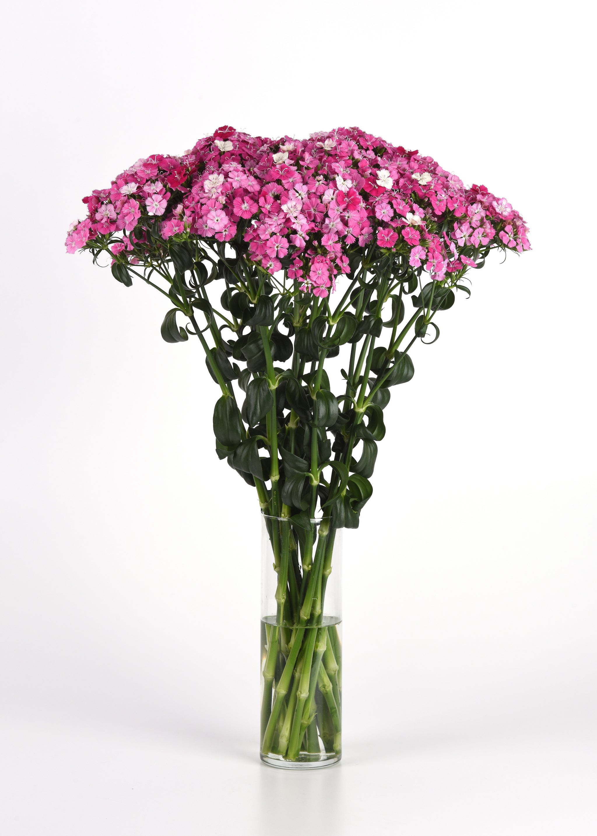 CF Dianthus Amazon Rose Magic
