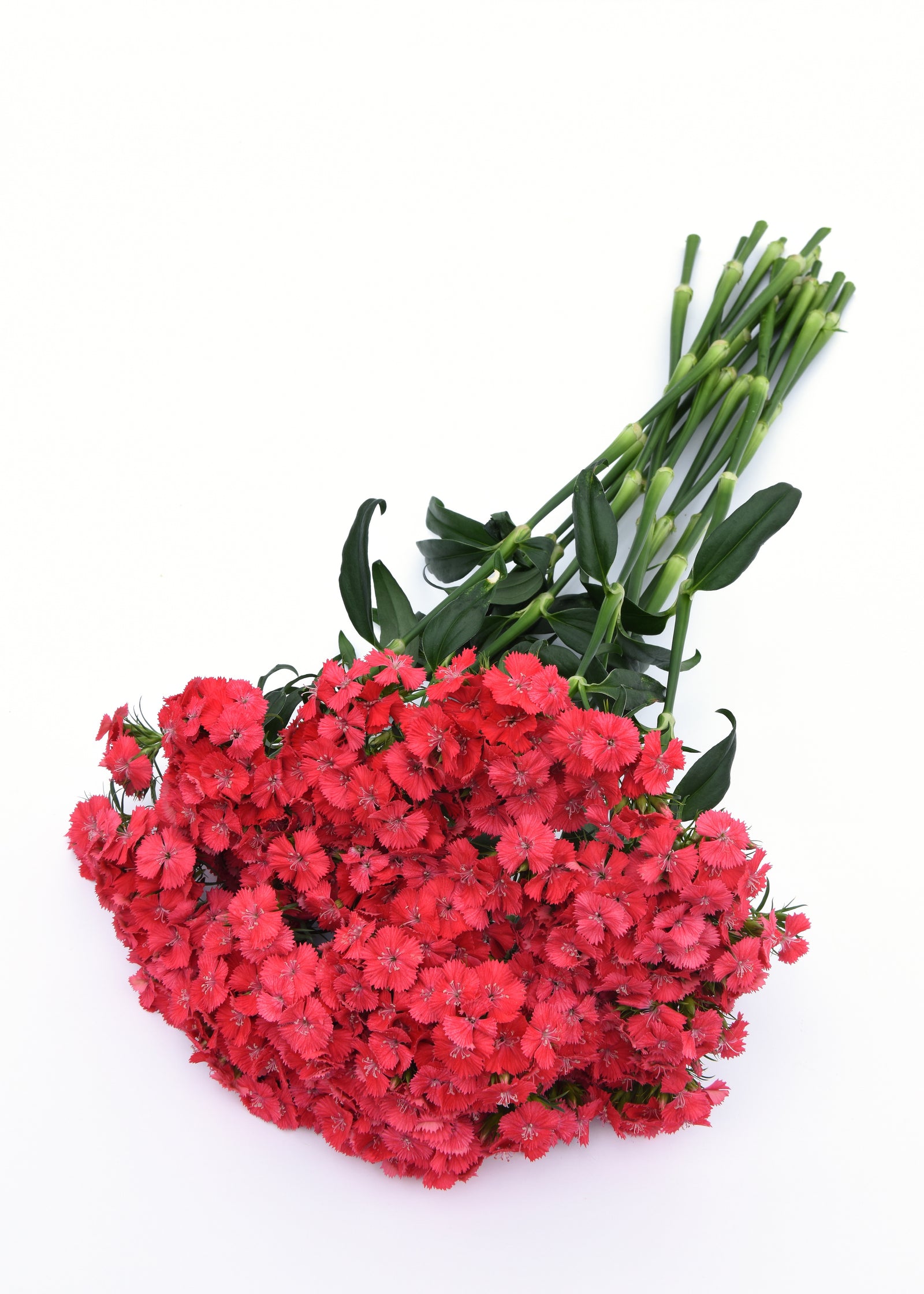 CF Dianthus Sweet Coral